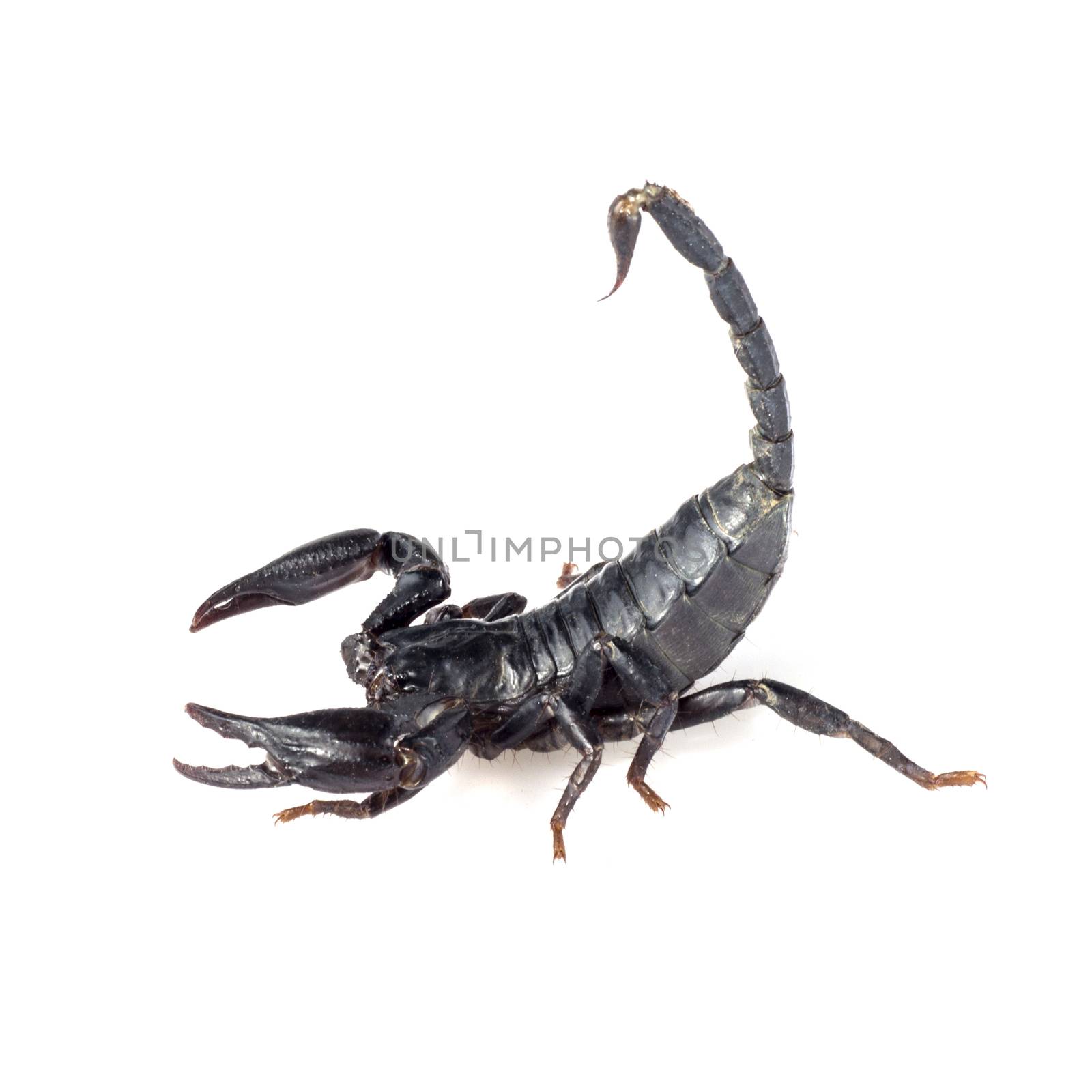 Image of scorpion on a white background. by yod67