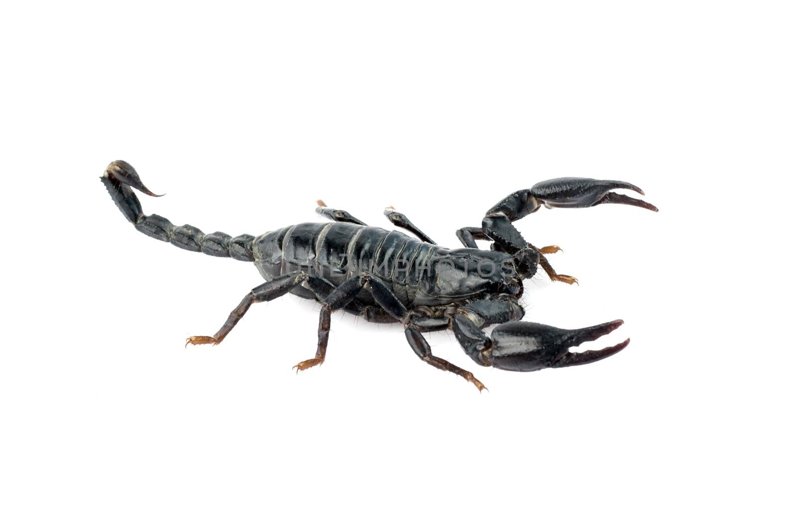 Image of scorpion on a white background. by yod67