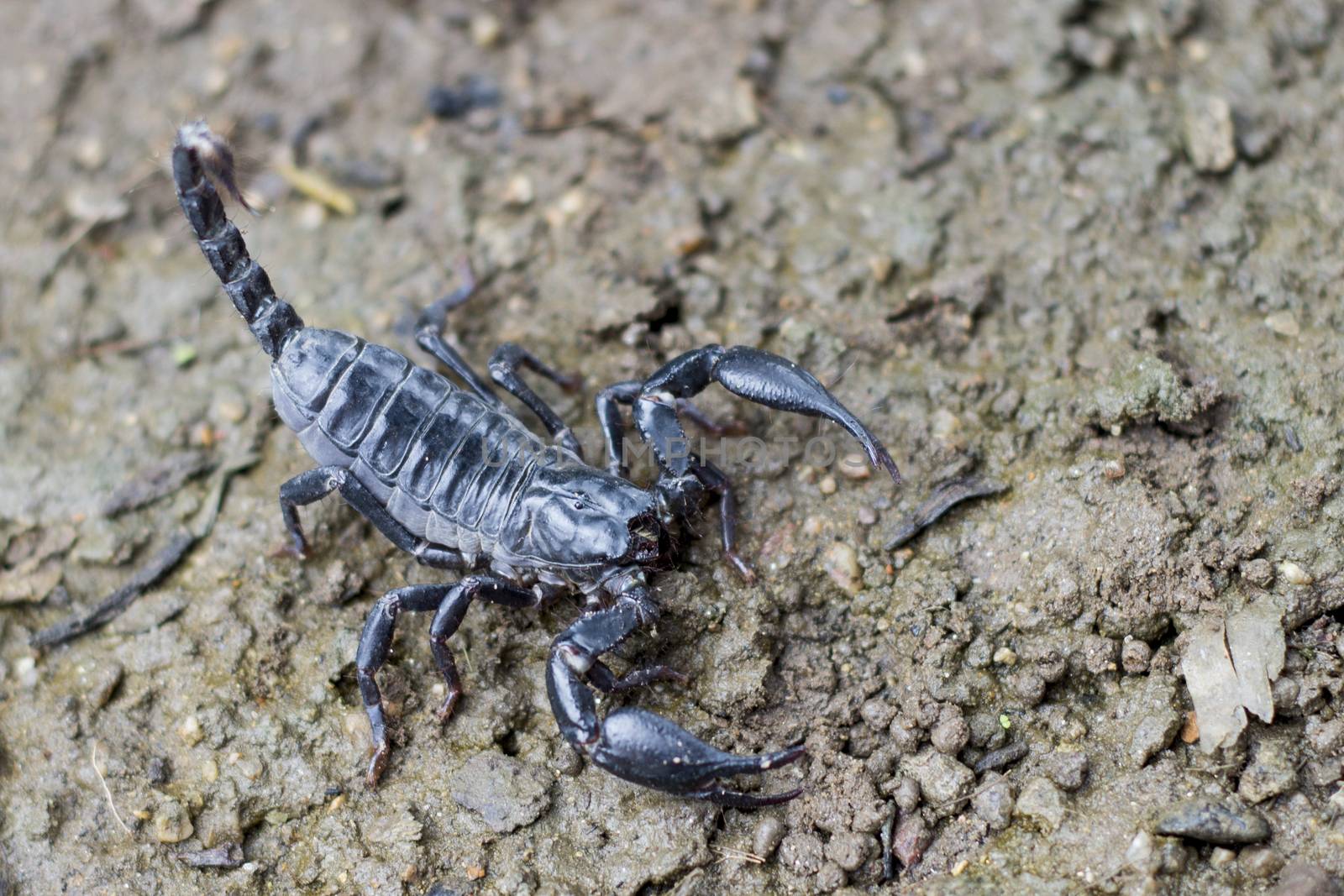 Image of scorpion on the ground. by yod67