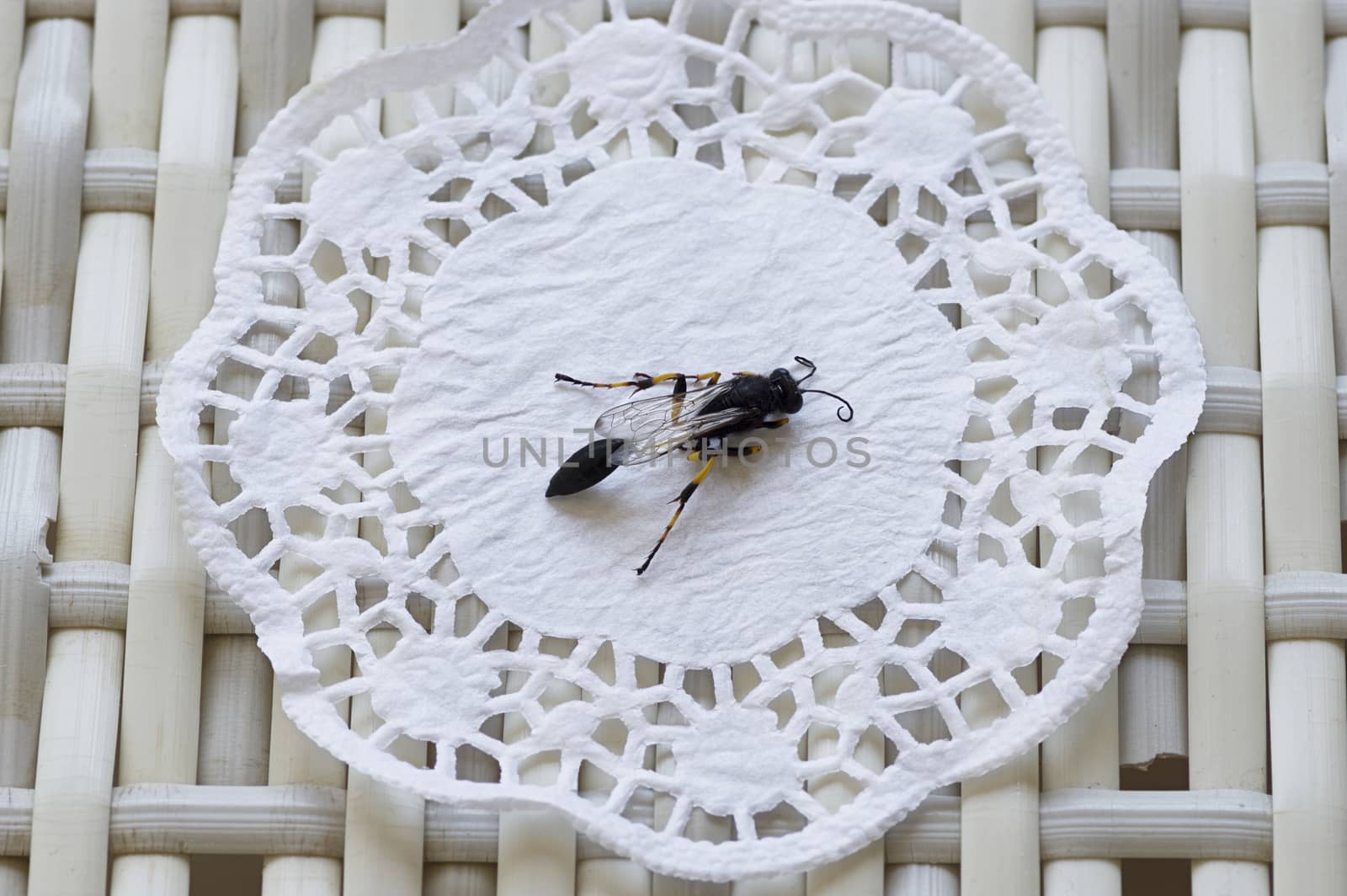 close-up of a wasp with a thin waist and folded wings