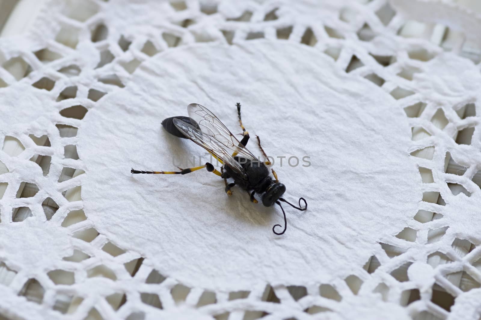 close-up of a wasp with a thin waist and folded wings