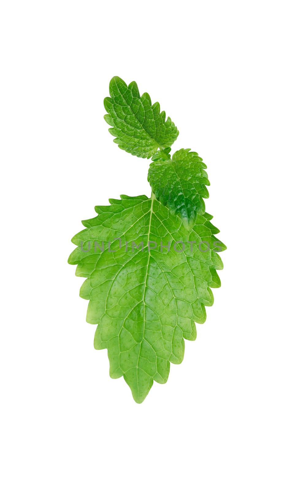 Green mint leaves isolated on white background with clipping path