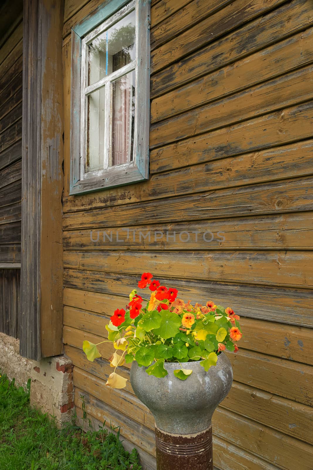 Country house wall, and flowers in the cast iron pot by Gaina