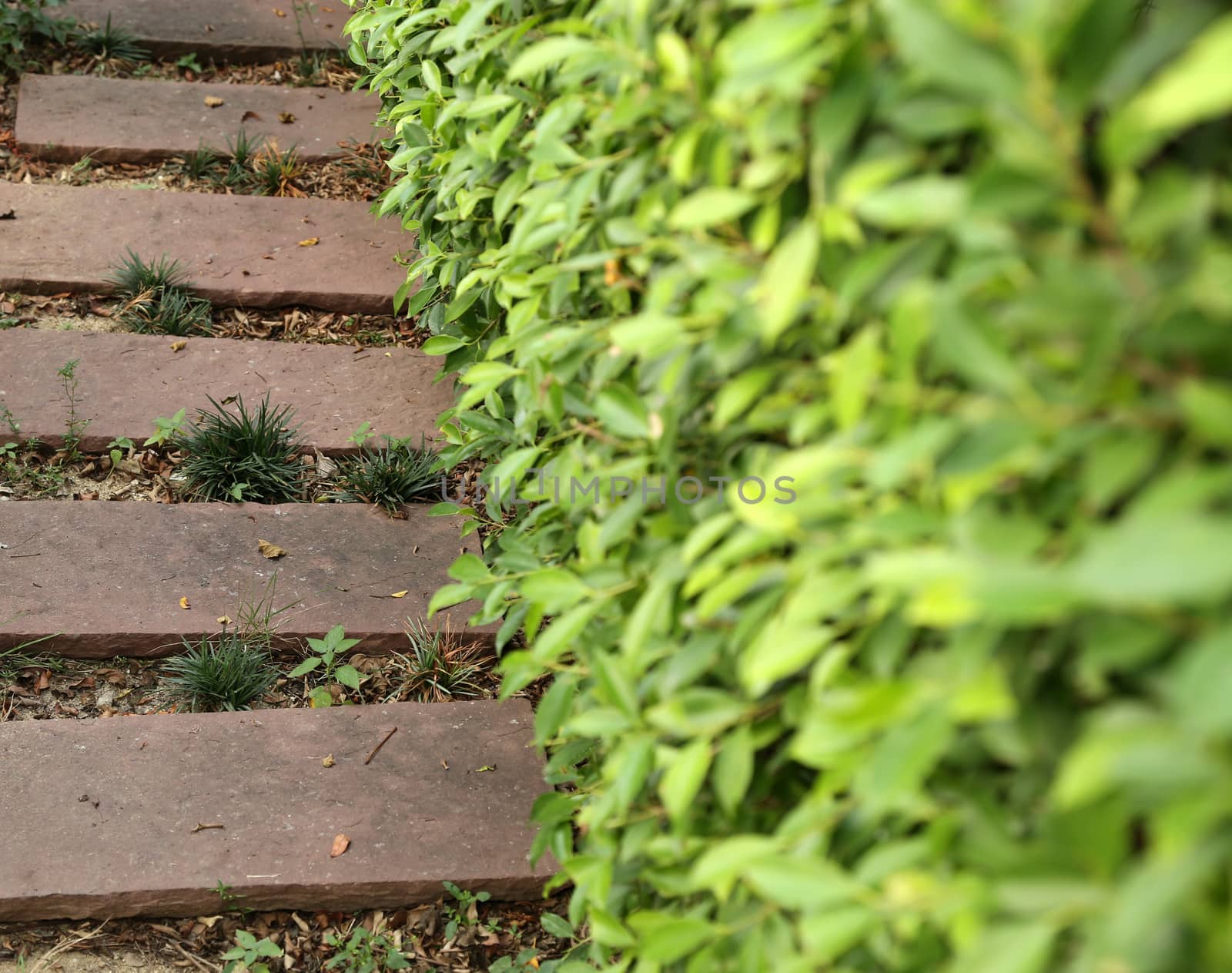 Stone path in the garden by liewluck