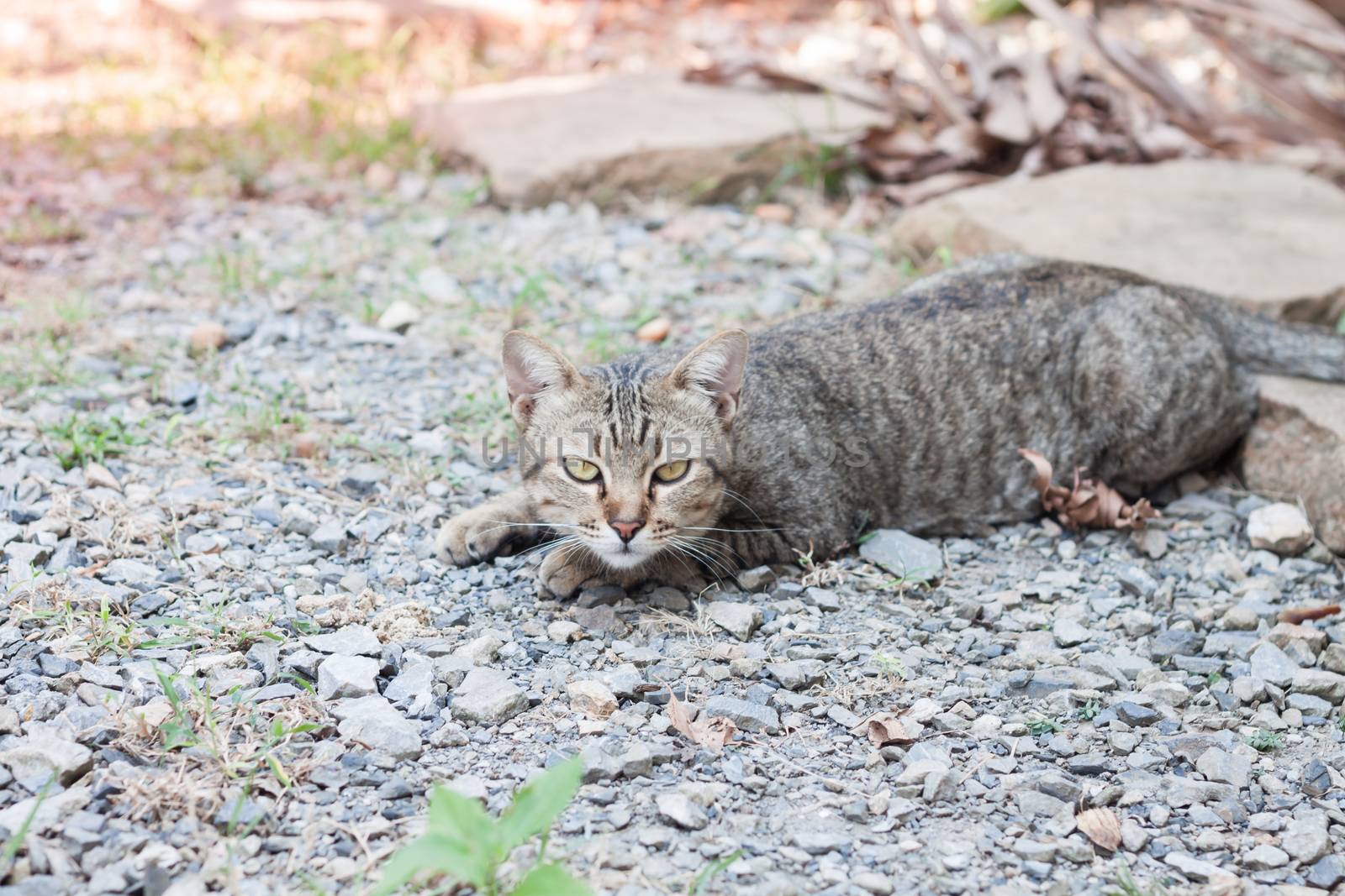 Thai cat laying down with relax post, stock photo