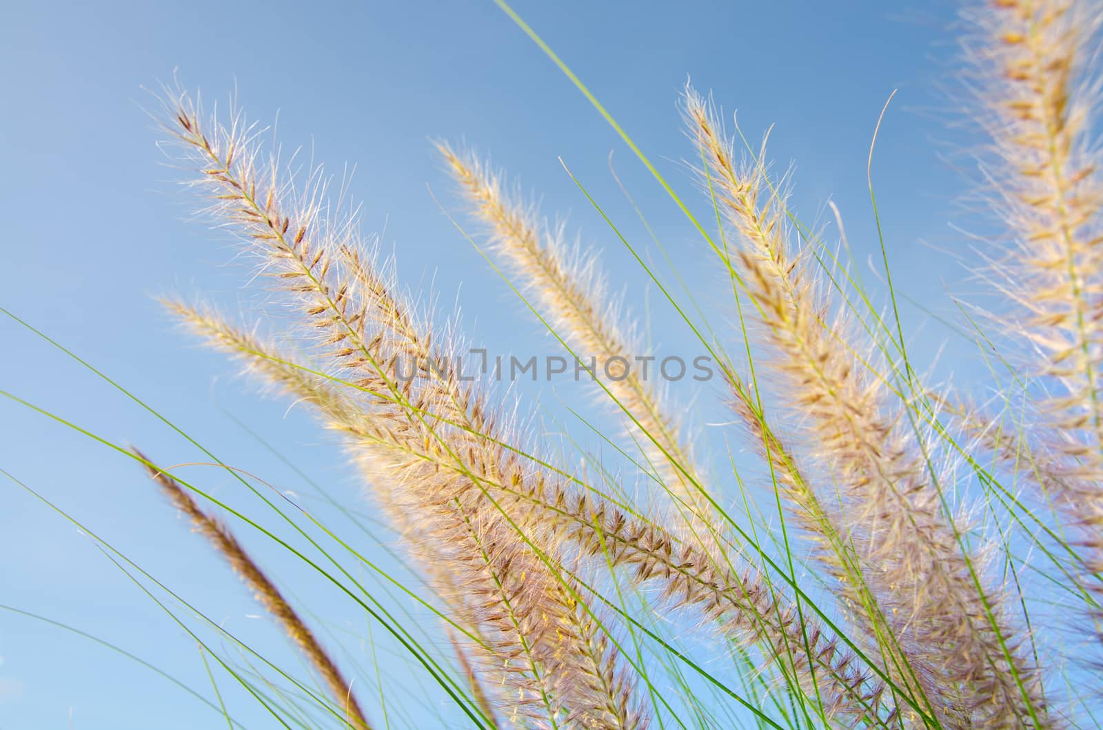Grass Flower Sunset and Blue Sky by migrean