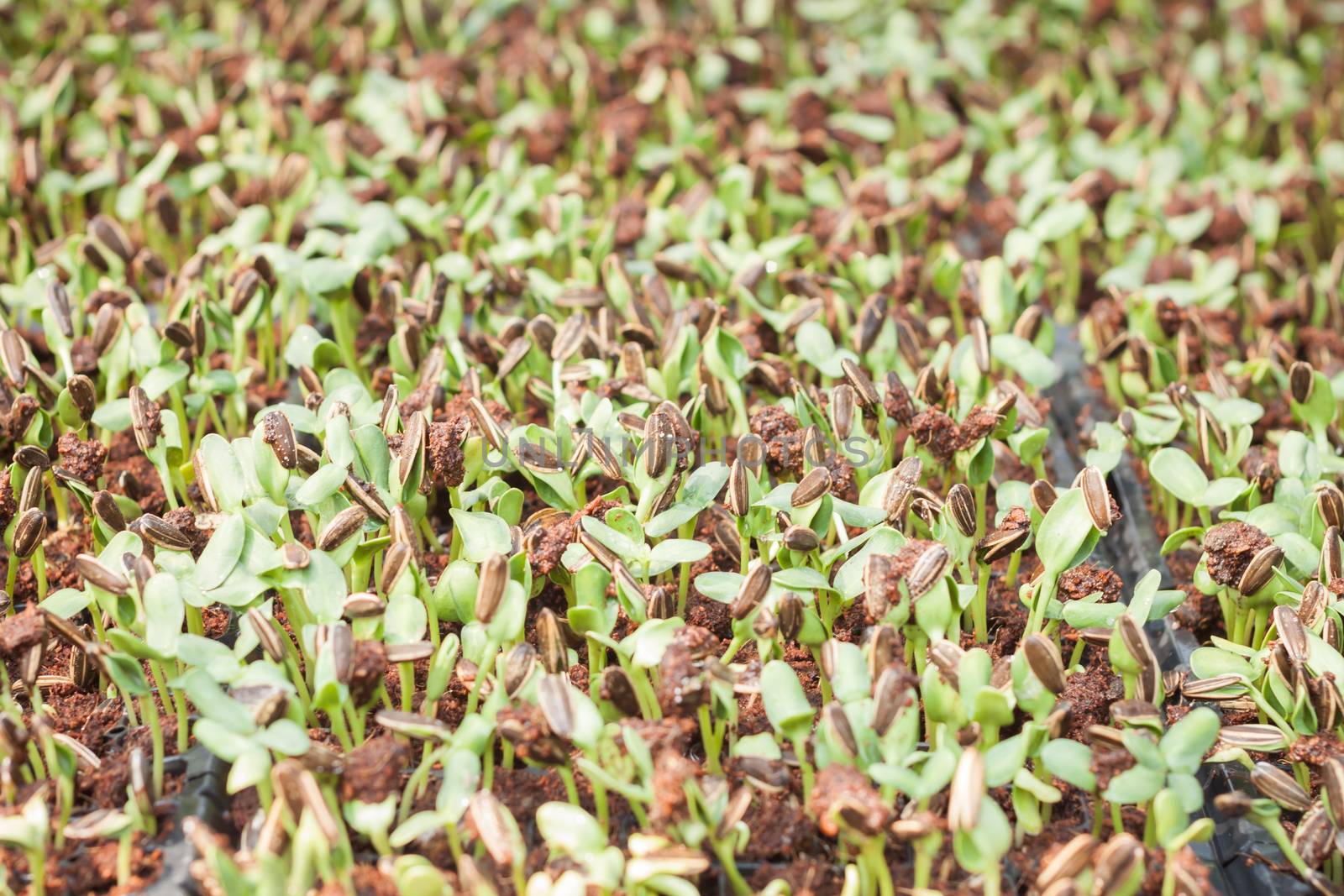 Sunflower seeds sprout in organic farm, stock photo