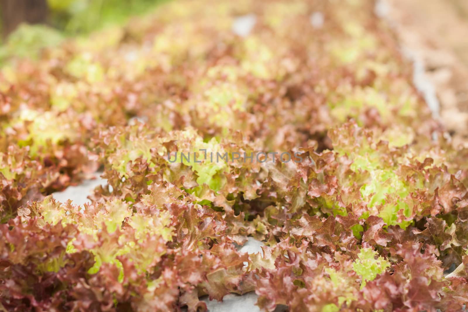 Red coral salad plant in organic farm, stock photo