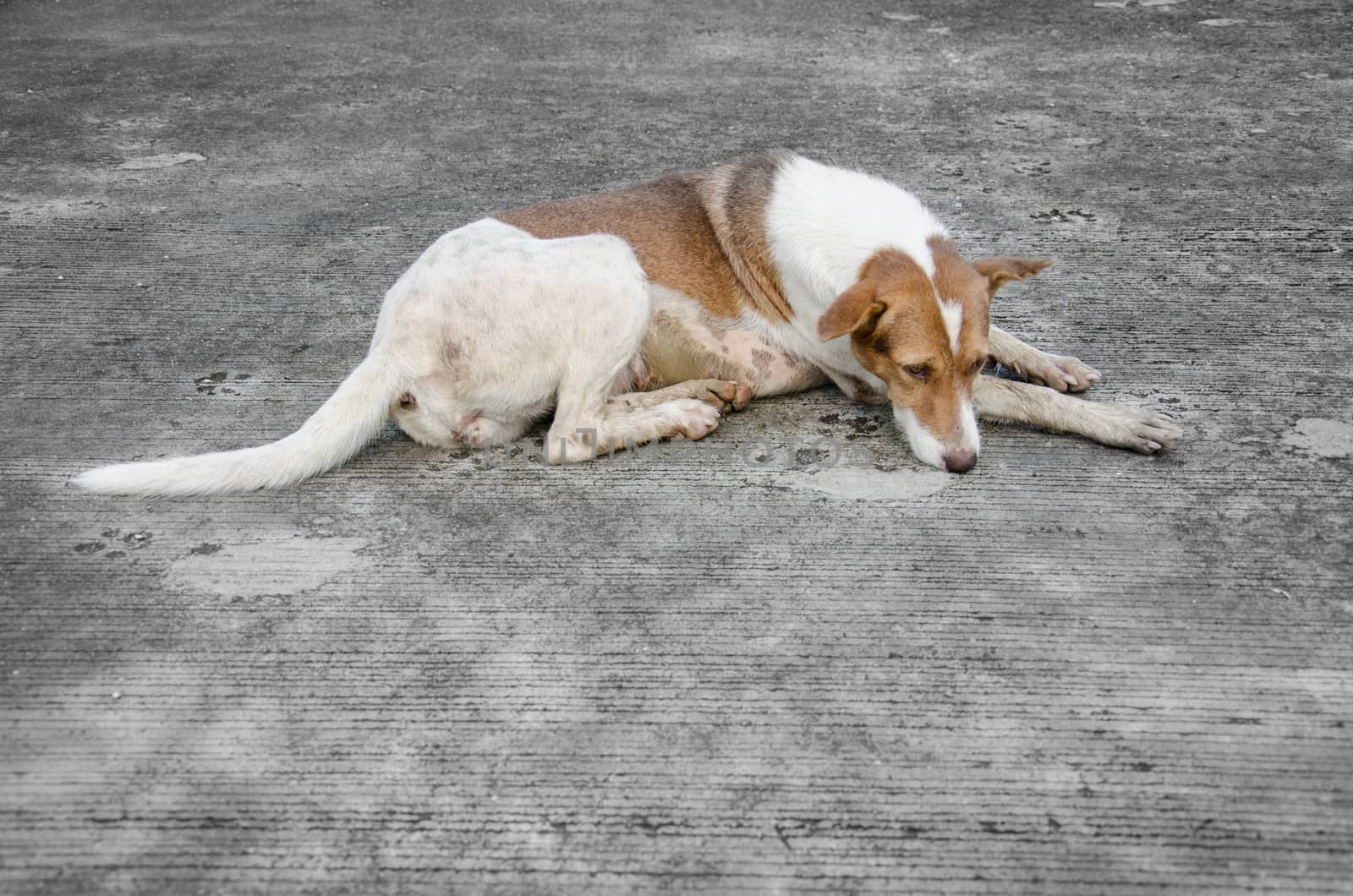 Stray Dog sleeping on ground