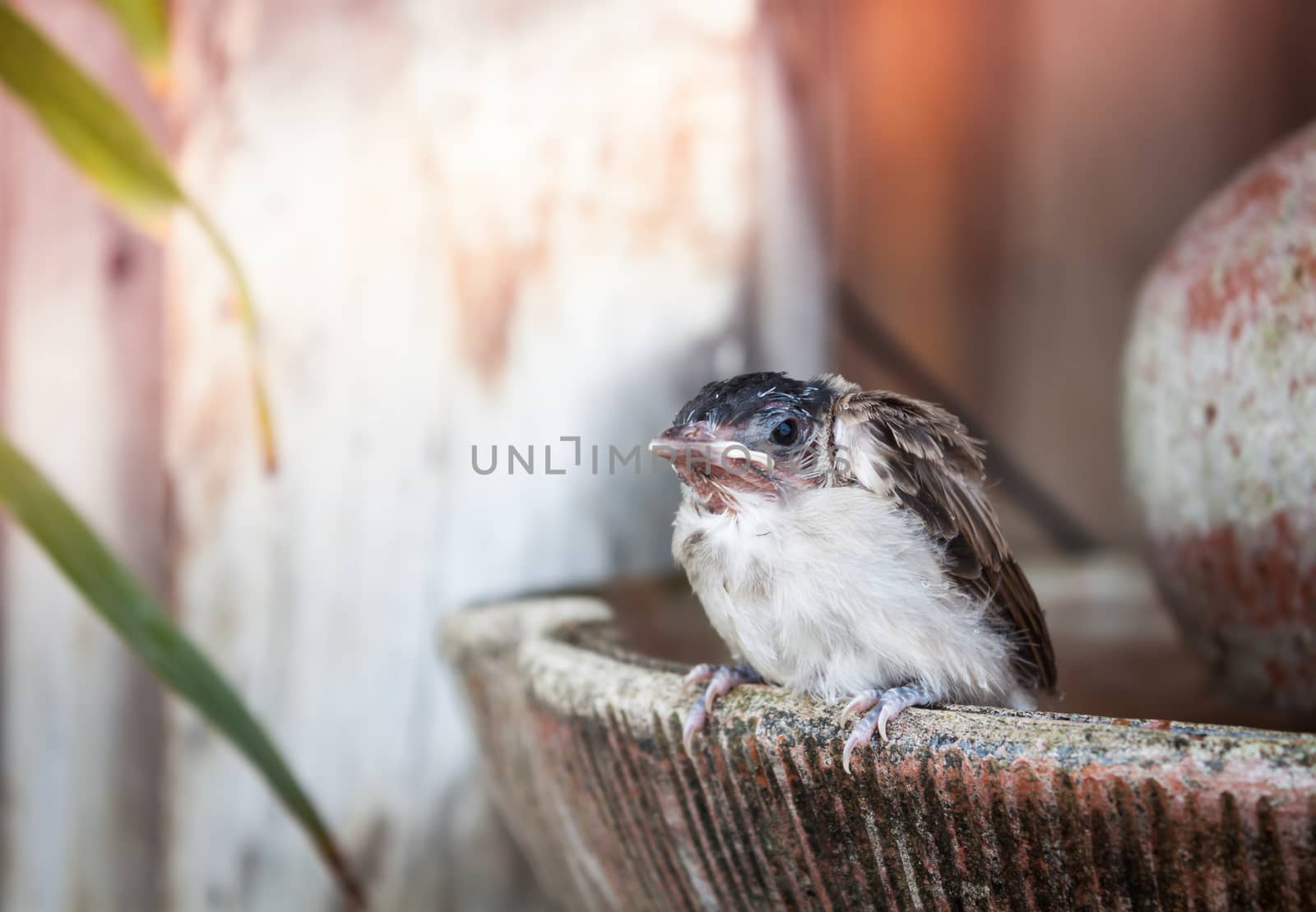 Close up of a young sparrow at fountain, stock photo