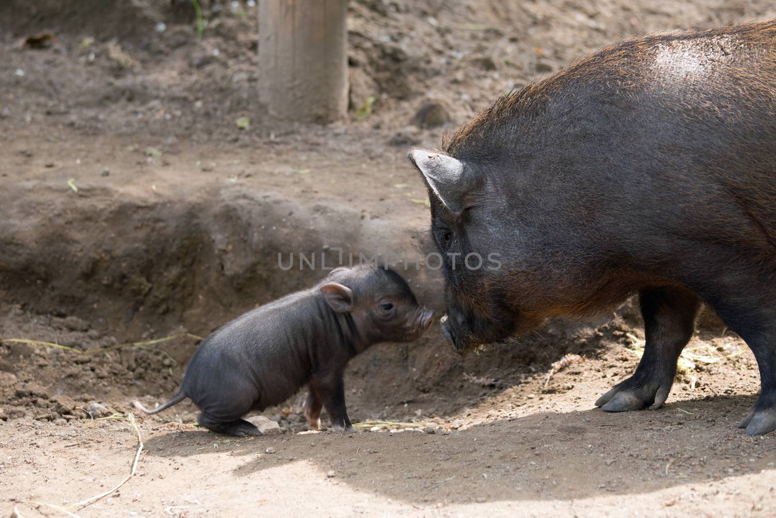 Pot bellied pig and piglet by HdDesign