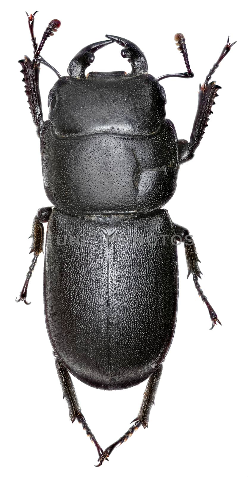 Lesser Stag Beetle on white Background  -  Dorcus parallelipipedus (Linnaeus, 1758) by gstalker