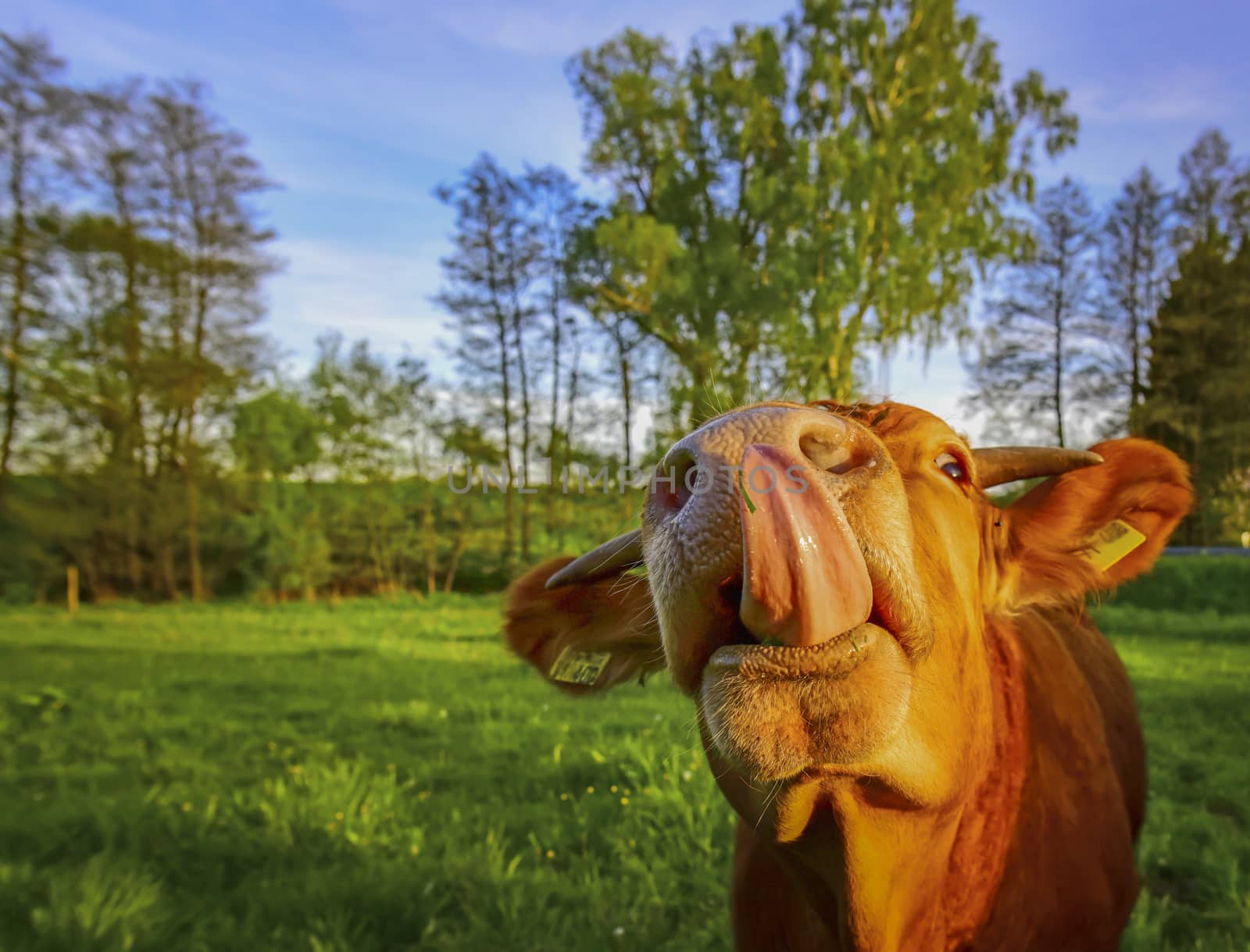 Funny image with a young bull which sticks out its large tongue.