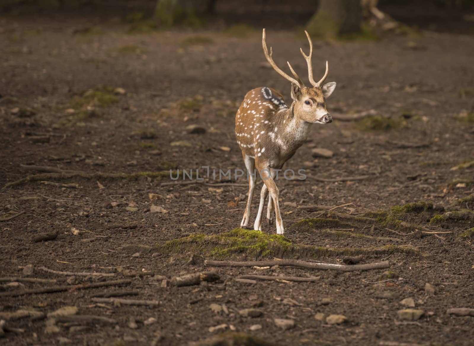 Spotted deer male with beautiful antlers walking through the forest in the Wild Park from Pforzheim, Germany.