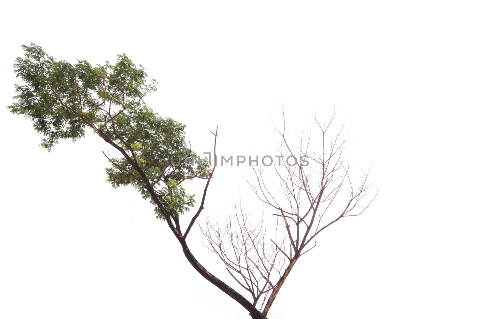 Single old and dead tree