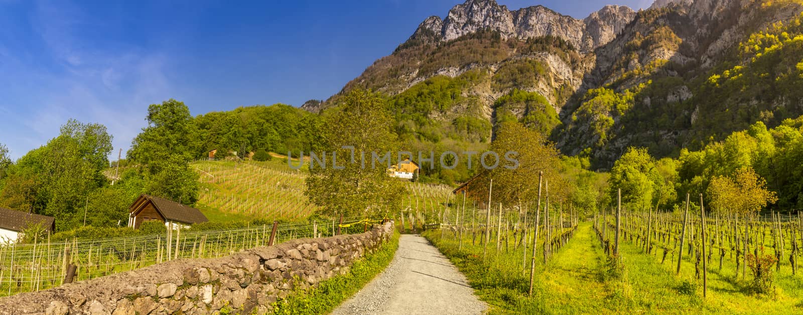 Picturesque scenery taken in Quinten village, Switzerland, with a rural road crossing vineyards and leading to the peaks of the Swiss Alps mountains.