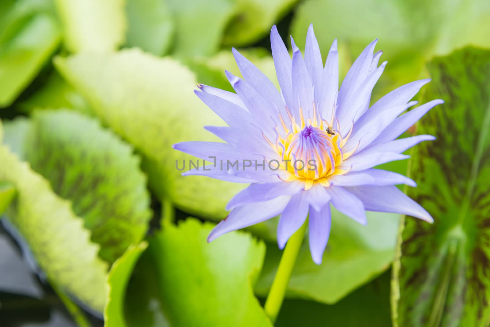 Violet lotus flower in pond.