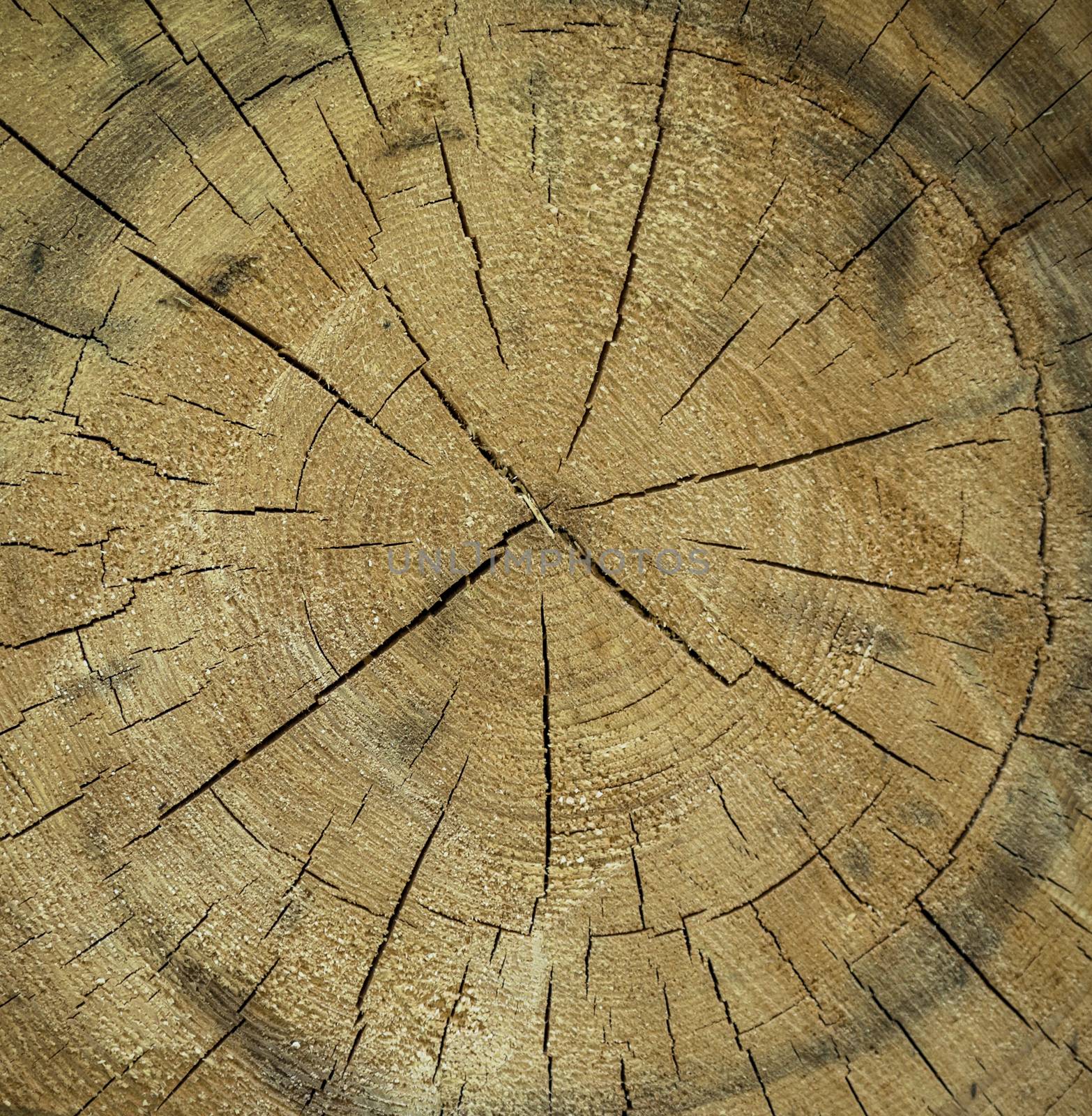 Great for design, wooden texture with the section of a tree trunk, with its rings and cracks