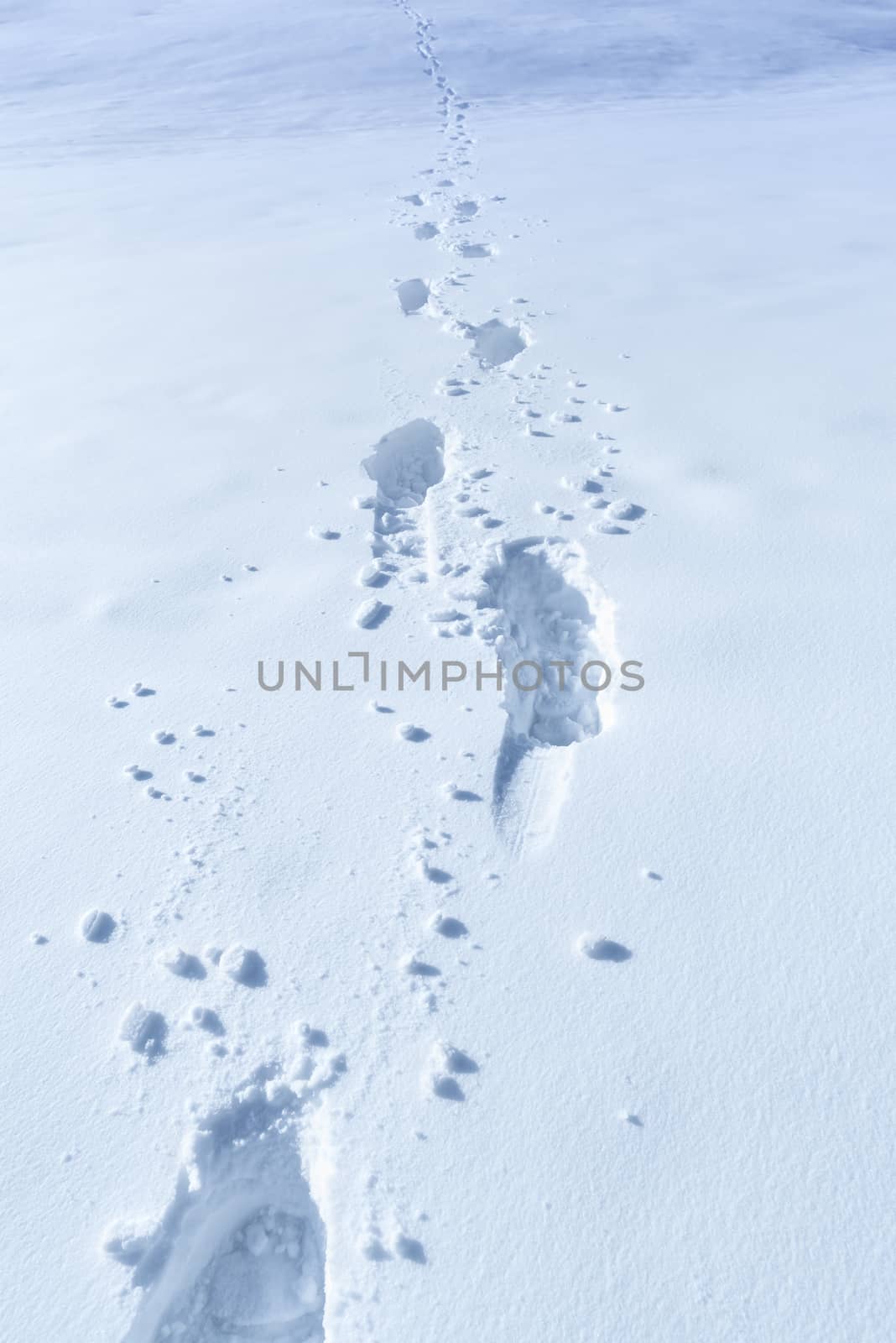 Elements of a rich winter, a thick layer of snow with footsteps in it. Perfect for a winter scene.