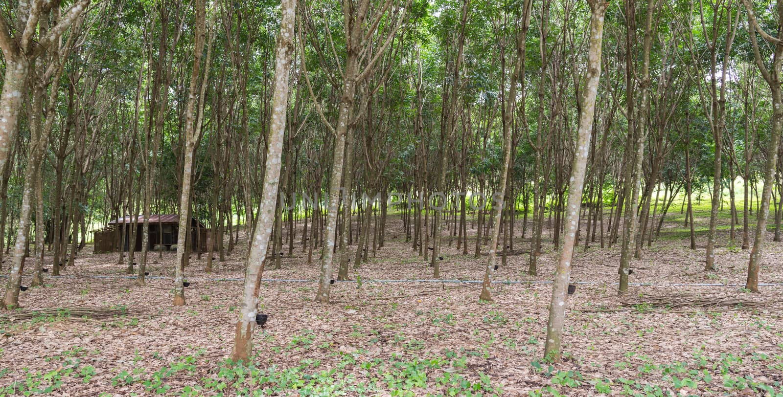 Rubber Tapping.Thailand.