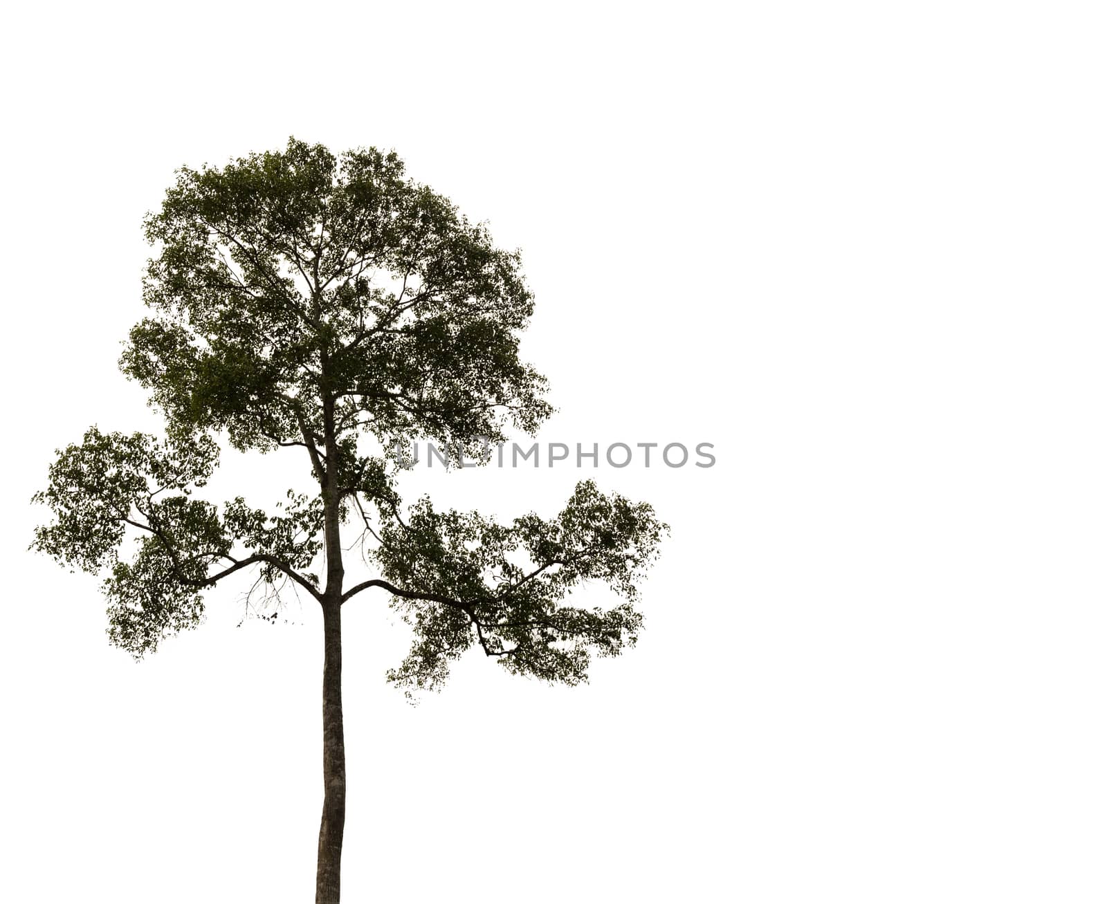 tree isolated on white background.