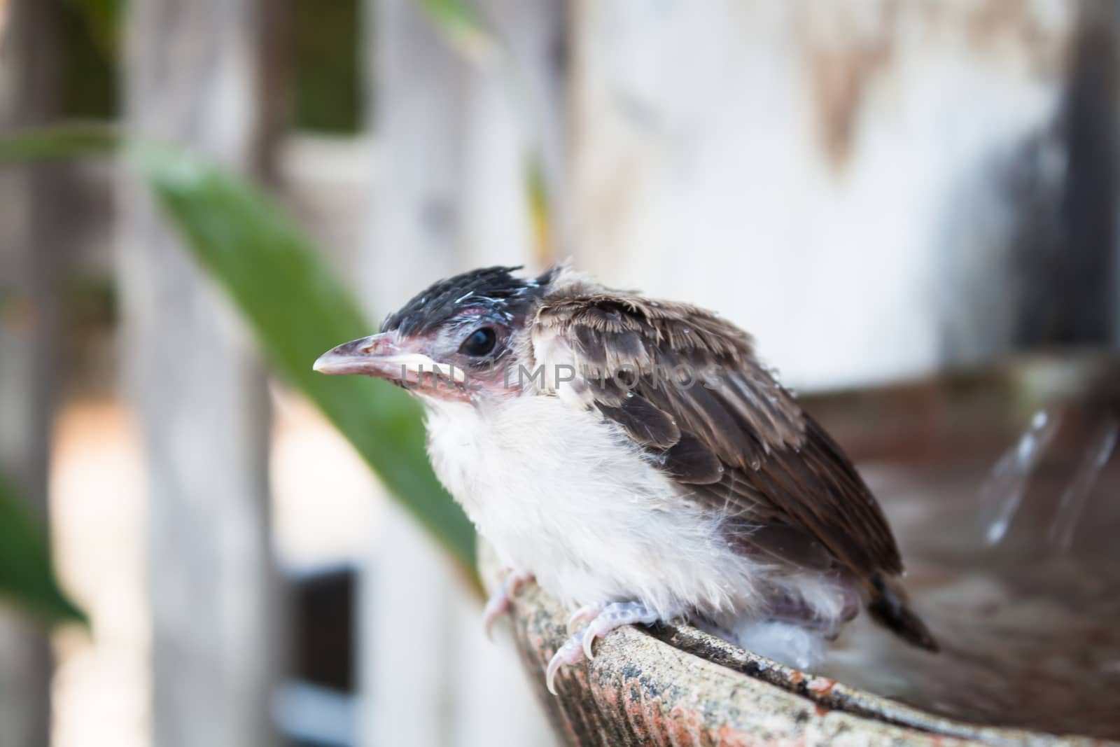 Close up of a young sparrow at fountain by punsayaporn