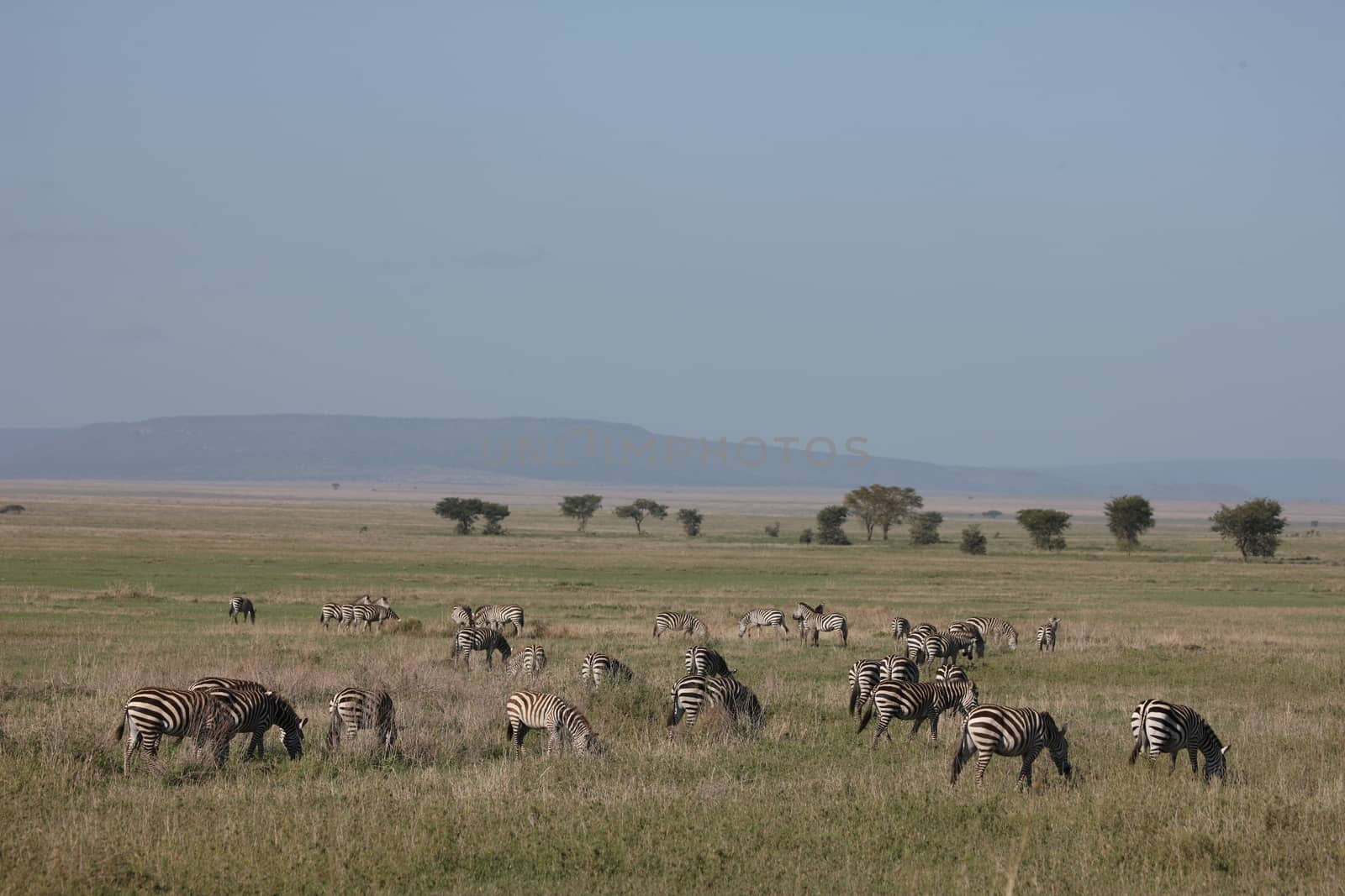 Zebra Botswana Africa savannah wild animal picture