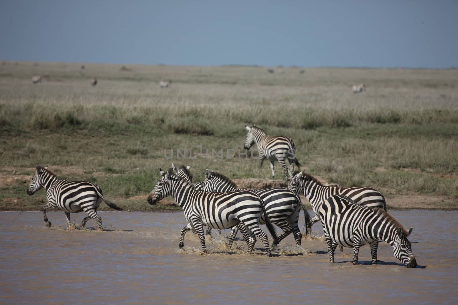 Zebra Botswana Africa savannah wild animal picture by desant7474