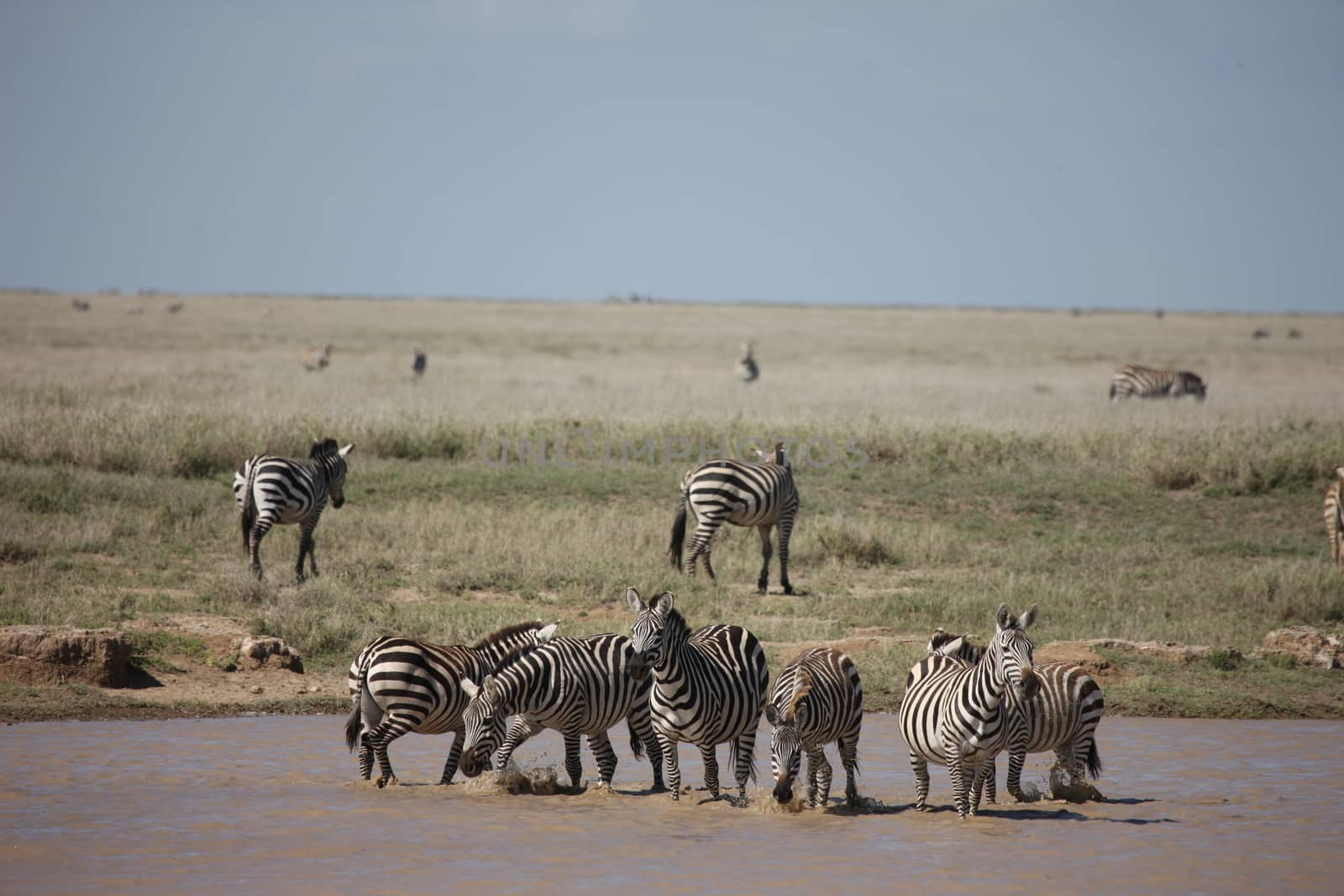 Zebra Botswana Africa savannah wild animal picture