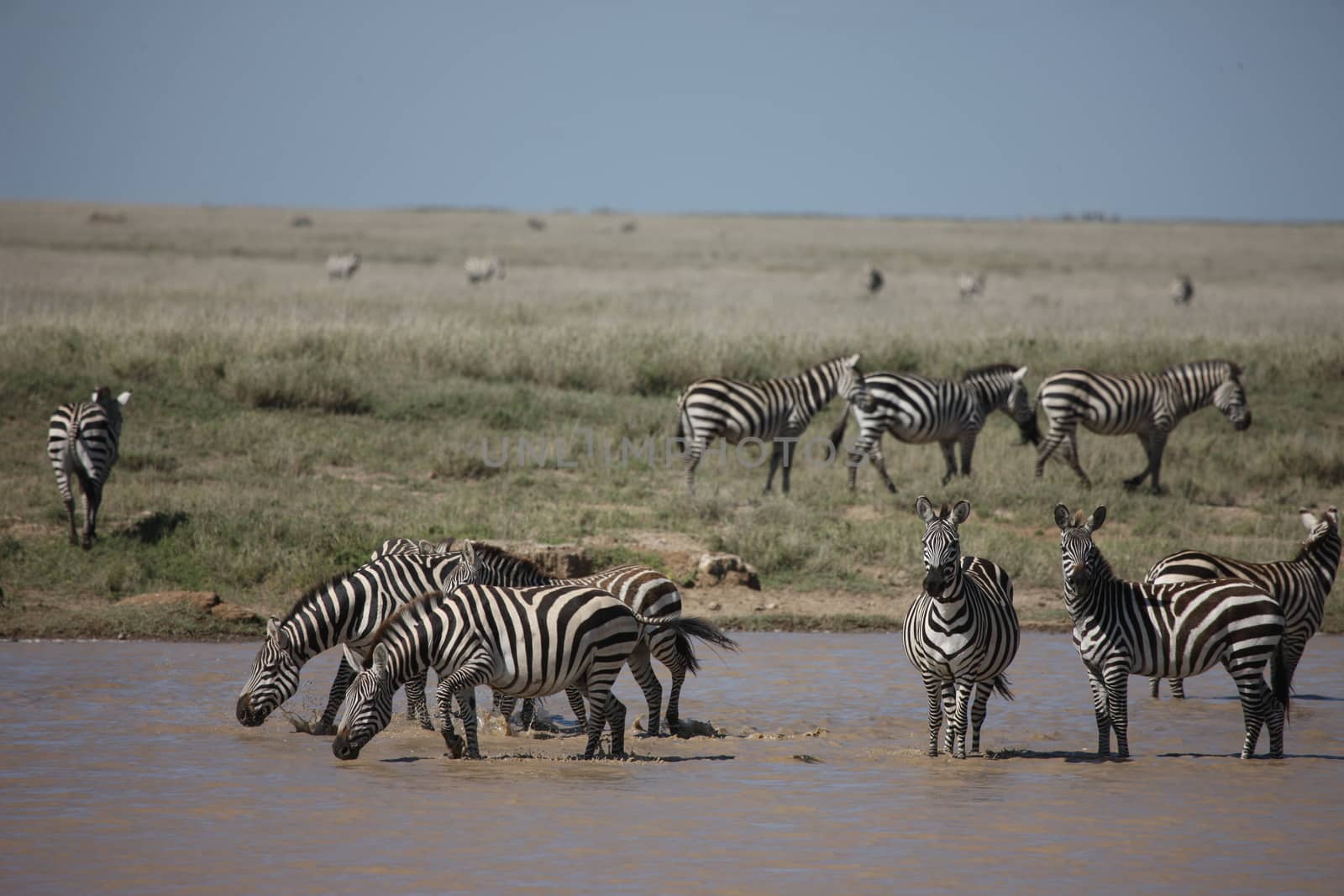 Zebra Botswana Africa savannah wild animal picture