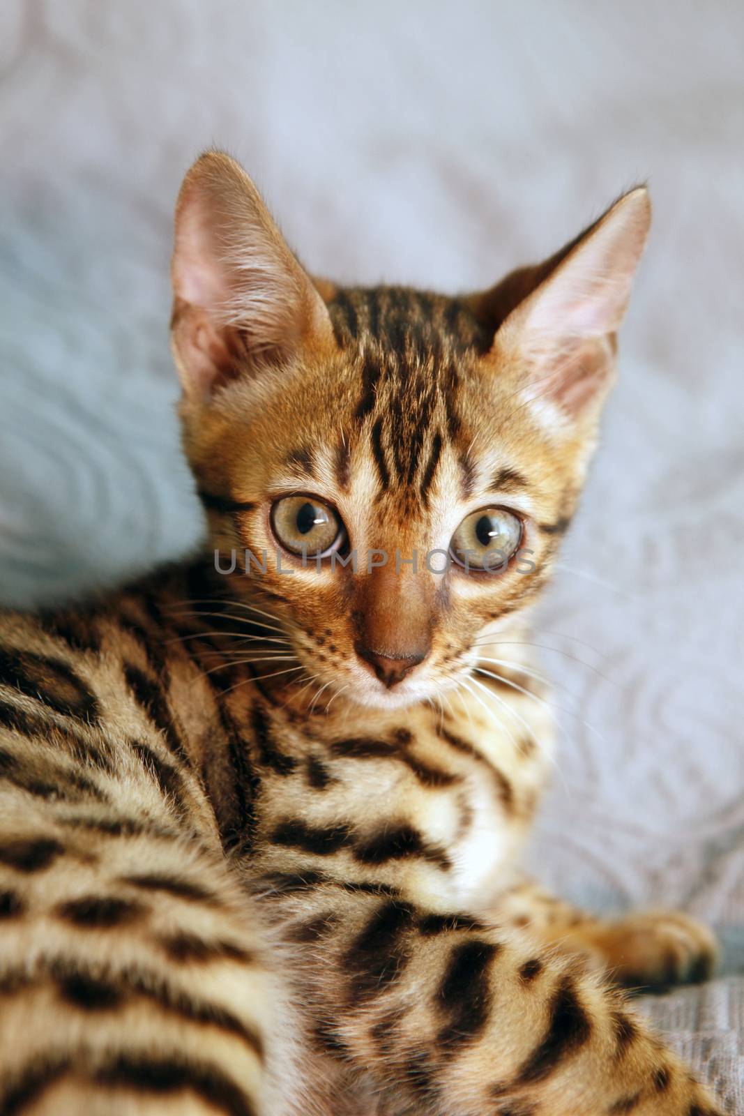 Small bengal kitten, isolated on blue backdrop.