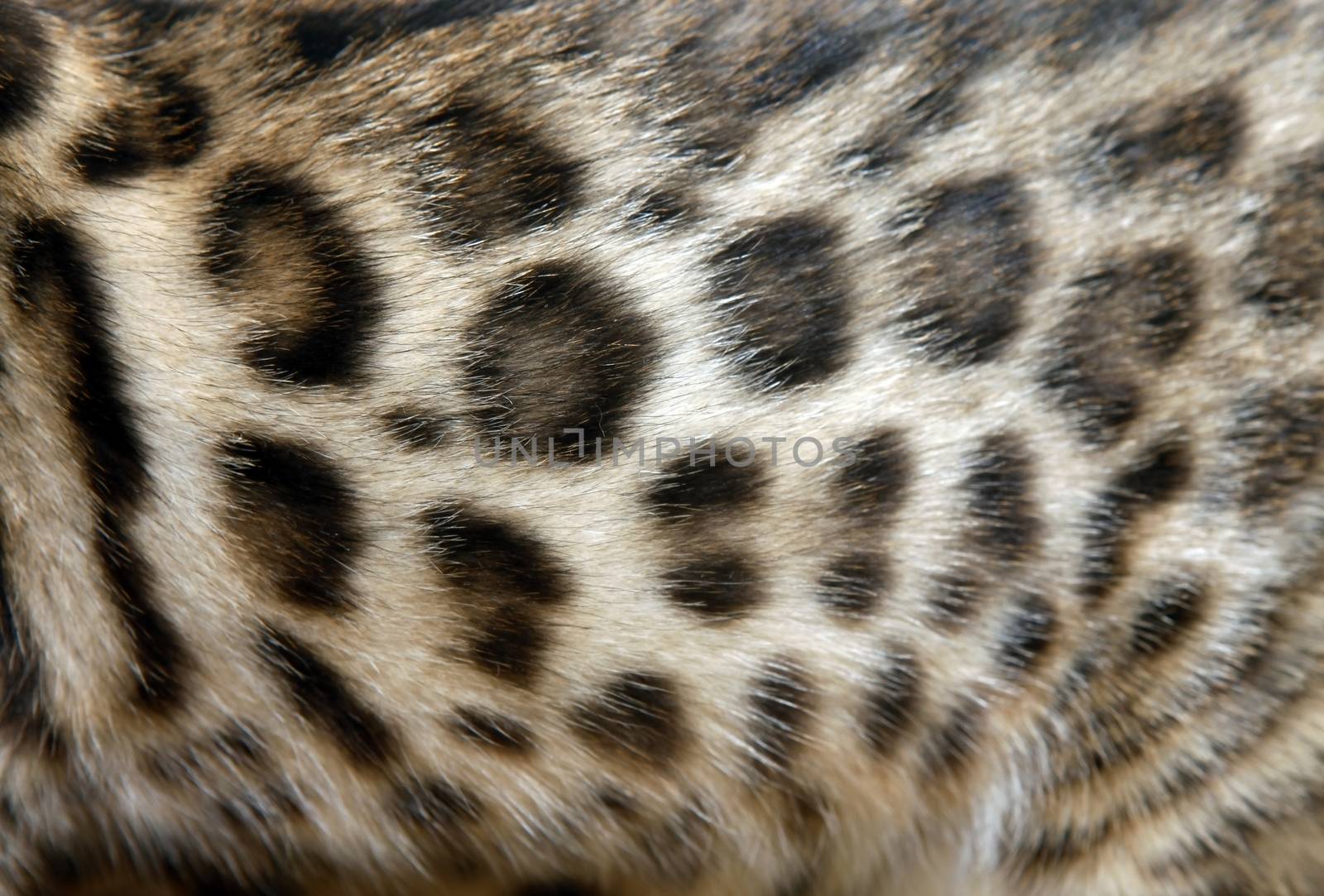 Natural pattern on bengal cat fur