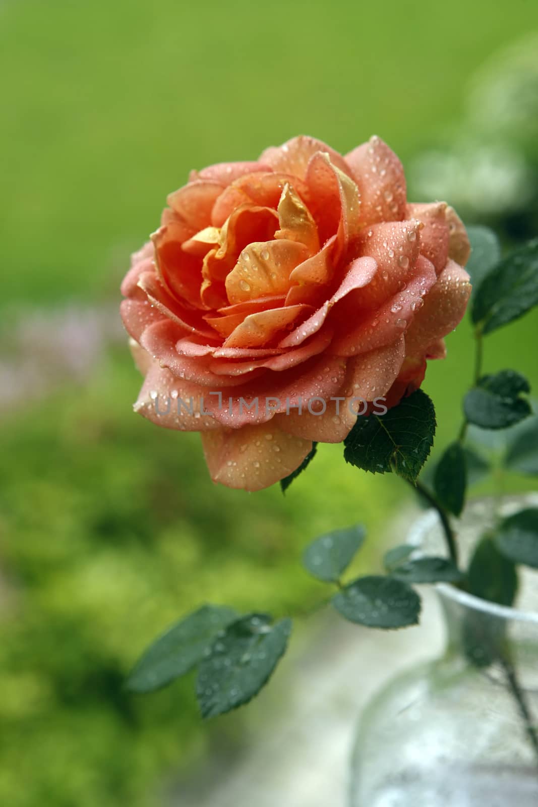 Beautiful rose with rain droplets in garden