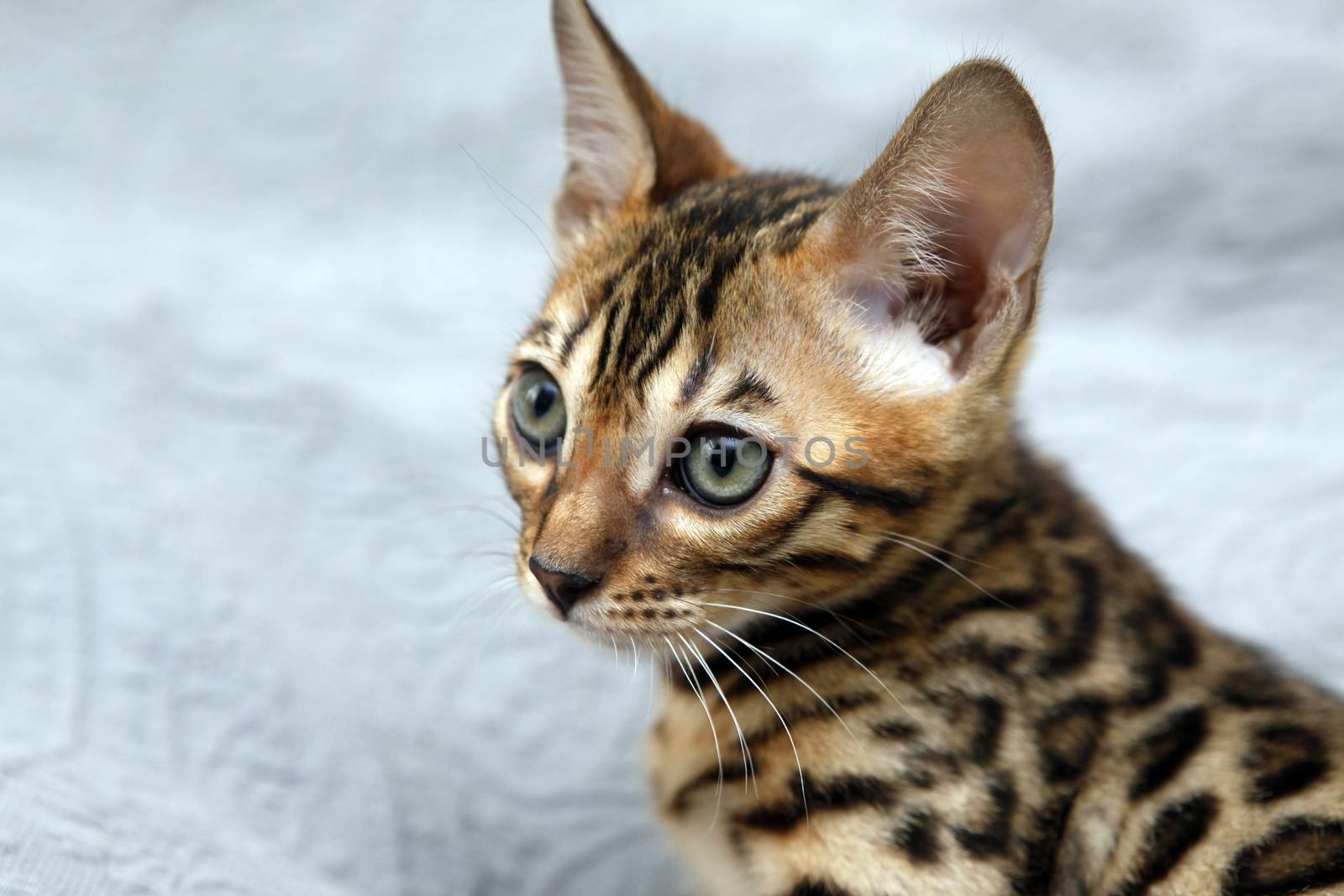 Small bengal kitten, isolated on blue backdrop.