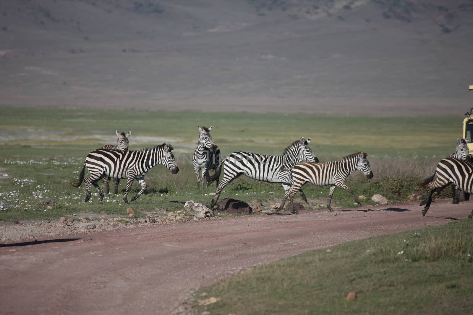 Zebra Botswana Africa savannah wild animal picture