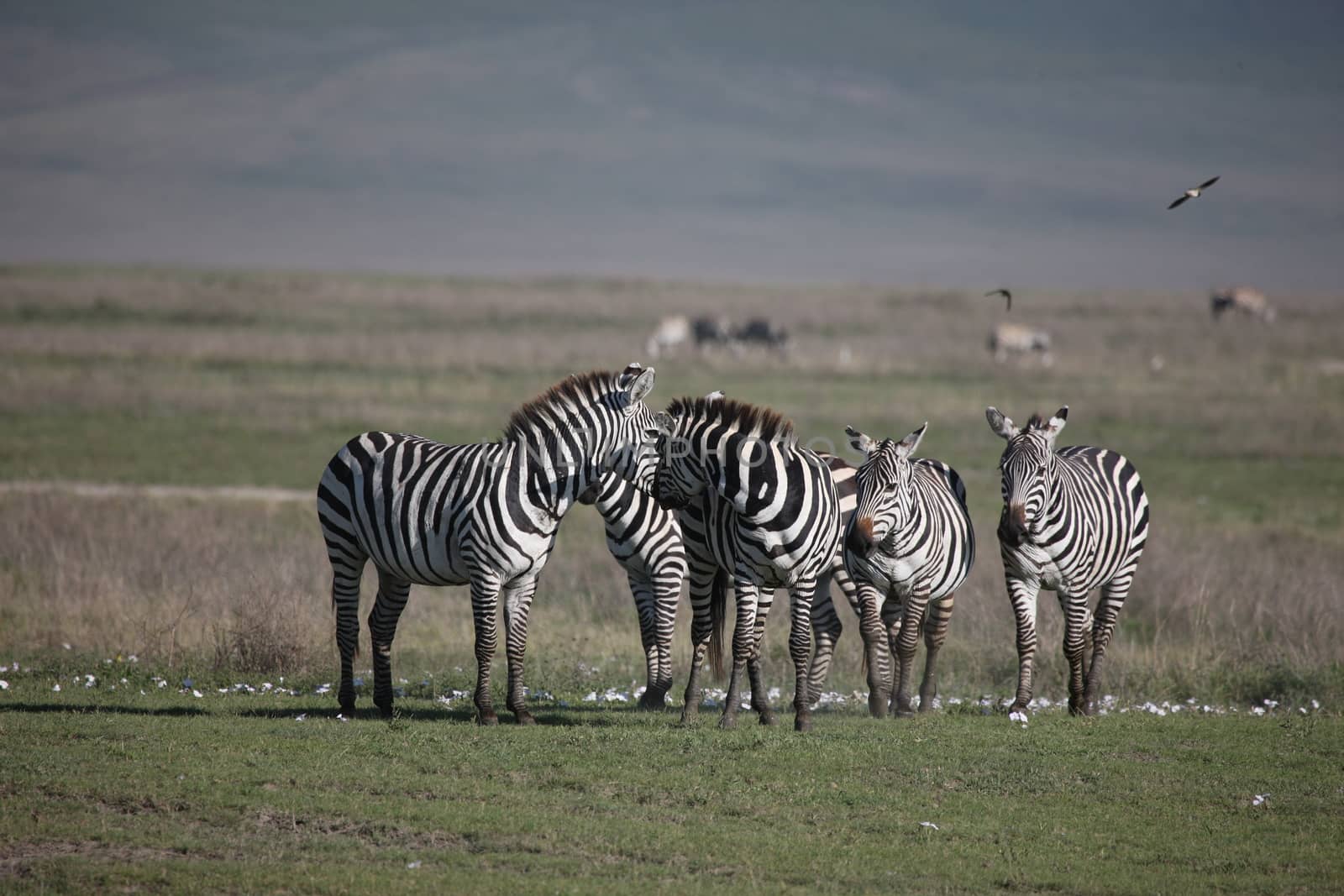 Zebra Botswana Africa savannah wild animal picture by desant7474