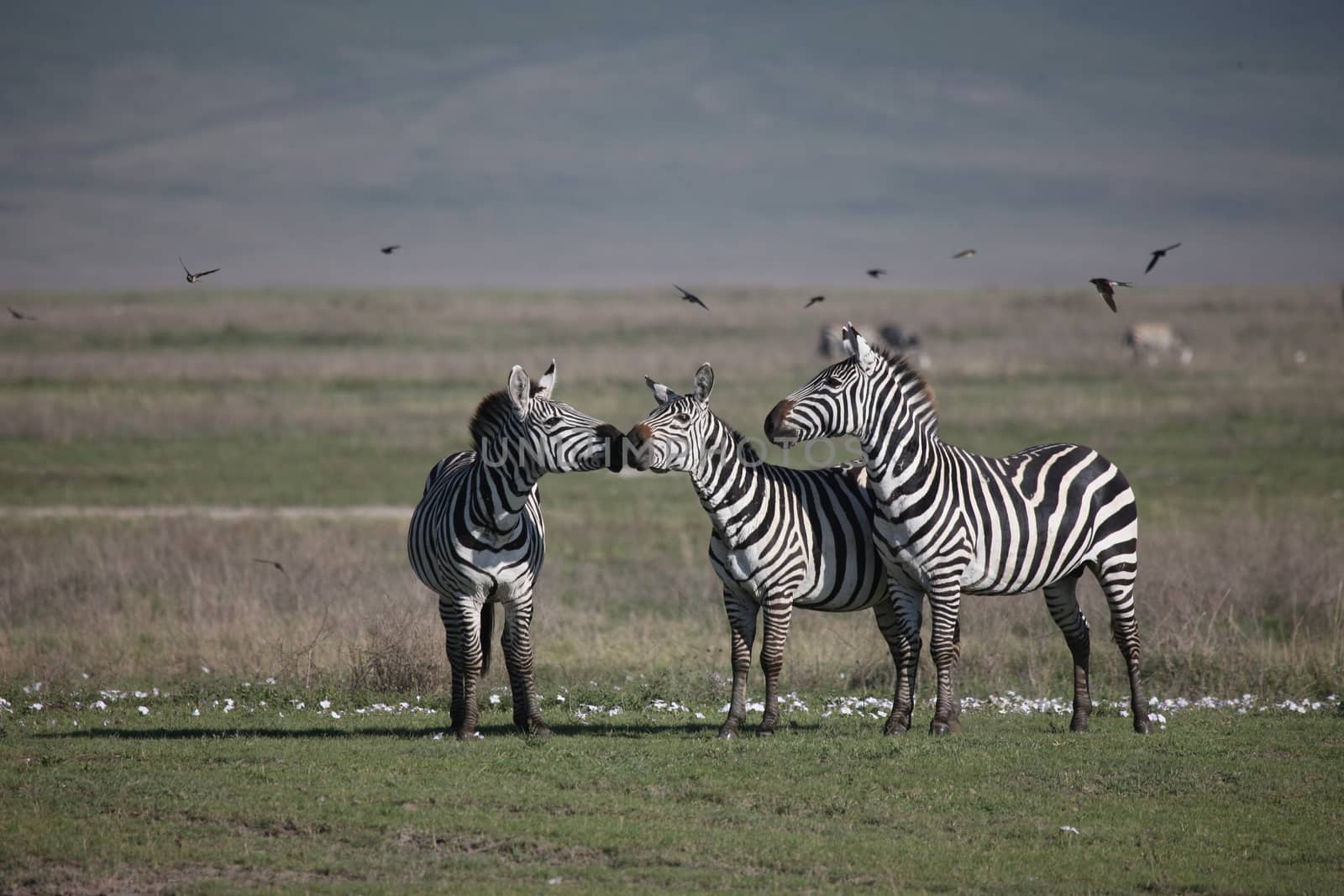 Zebra Botswana Africa savannah wild animal picture