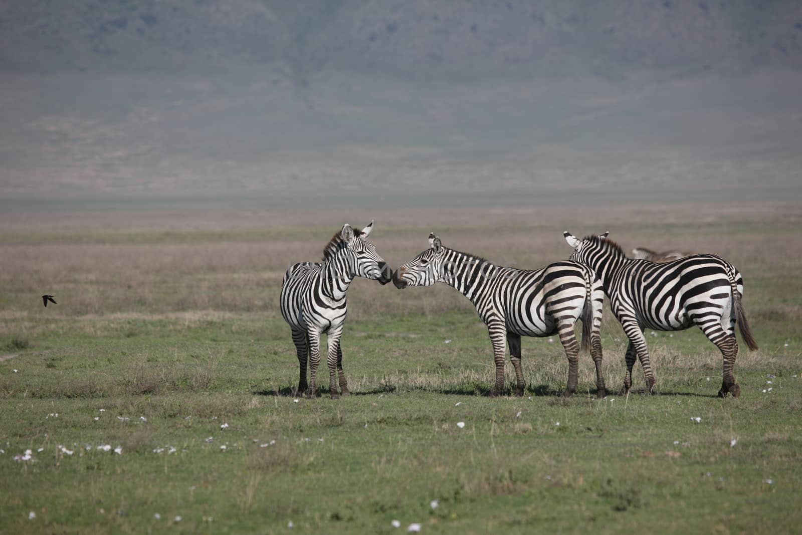 Zebra Botswana Africa savannah wild animal picture by desant7474