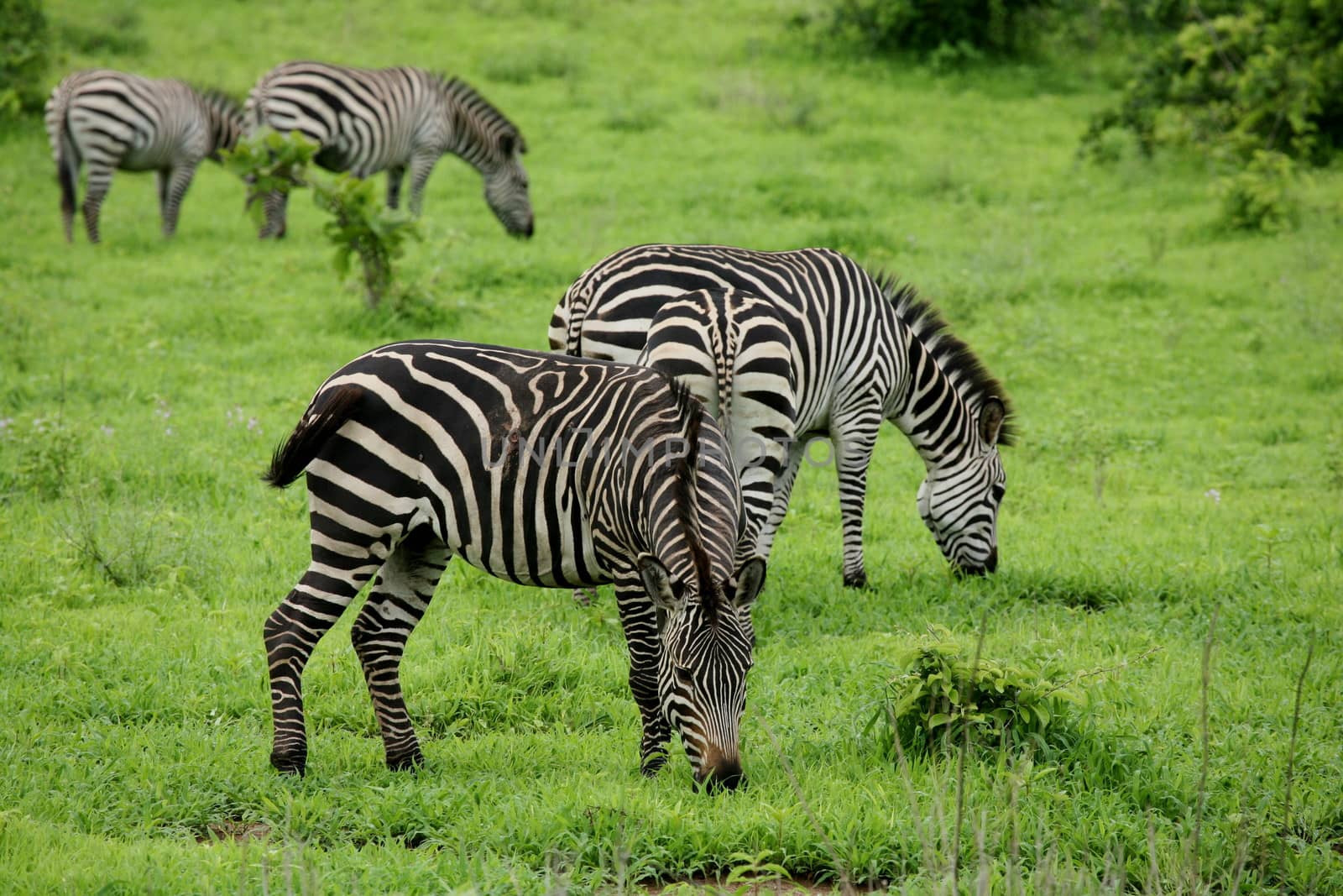 Zebra Botswana Africa savannah wild animal picture by desant7474