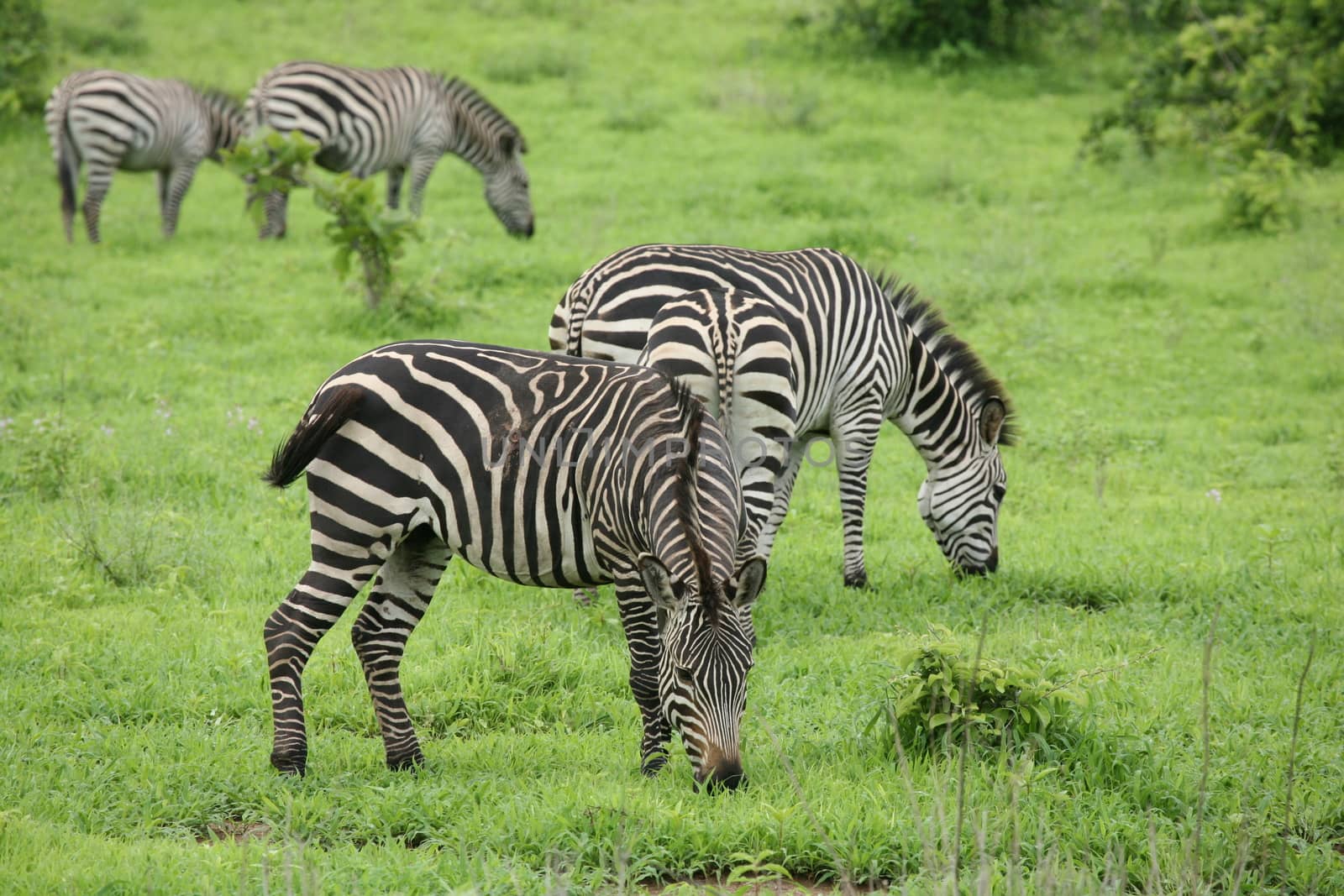 Zebra Botswana Africa savannah wild animal picture by desant7474