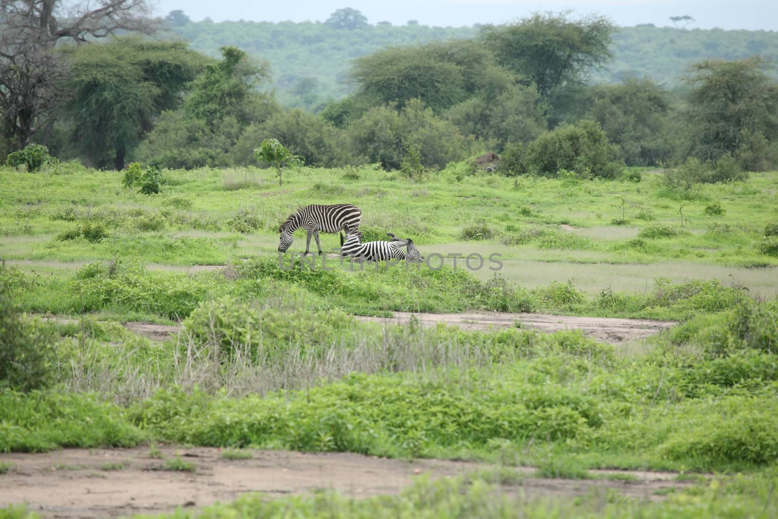 Zebra Botswana Africa savannah wild animal picture by desant7474