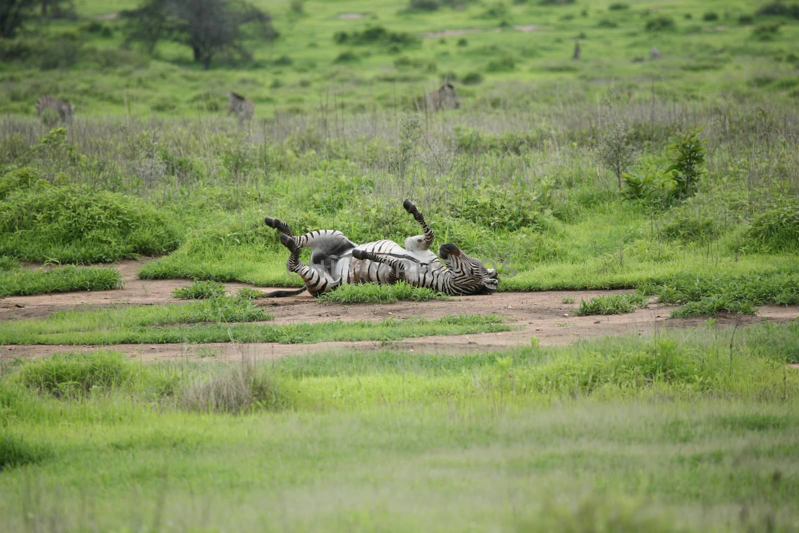 Zebra Botswana Africa savannah wild animal picture by desant7474