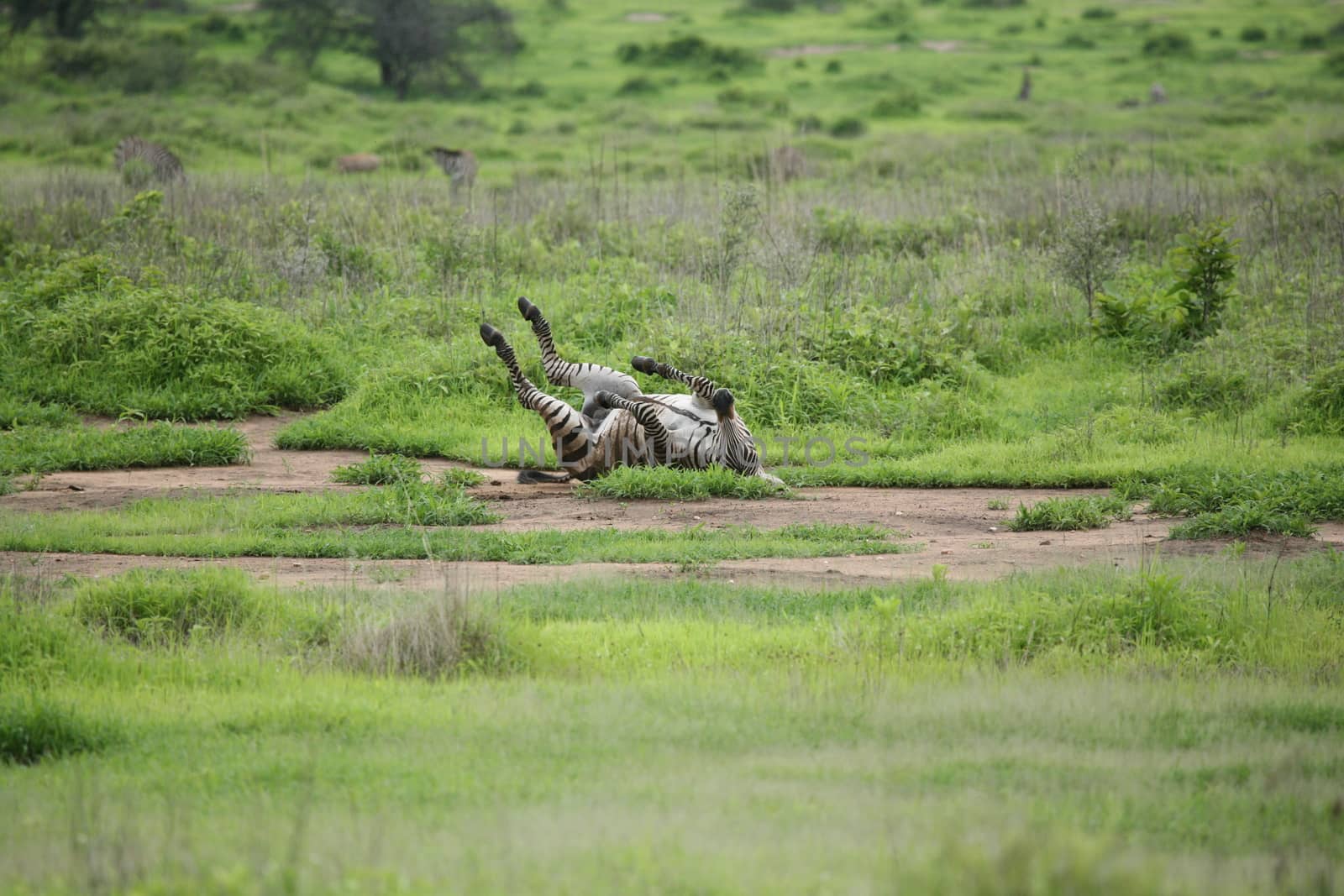 Zebra Botswana Africa savannah wild animal picture