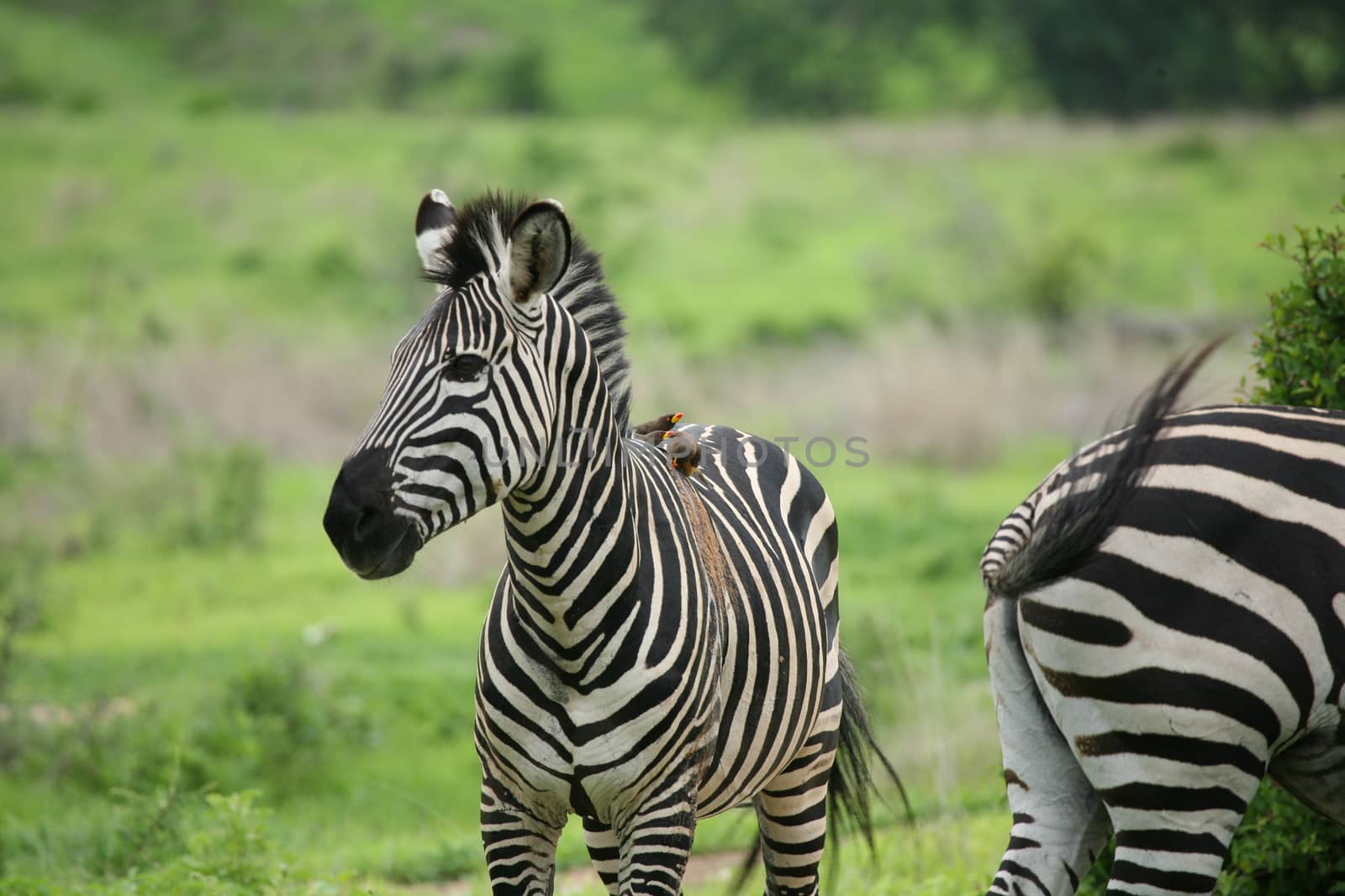 Zebra Botswana Africa savannah wild animal picture