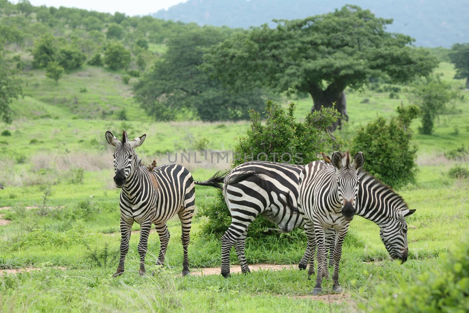 Zebra Botswana Africa savannah wild animal picture by desant7474