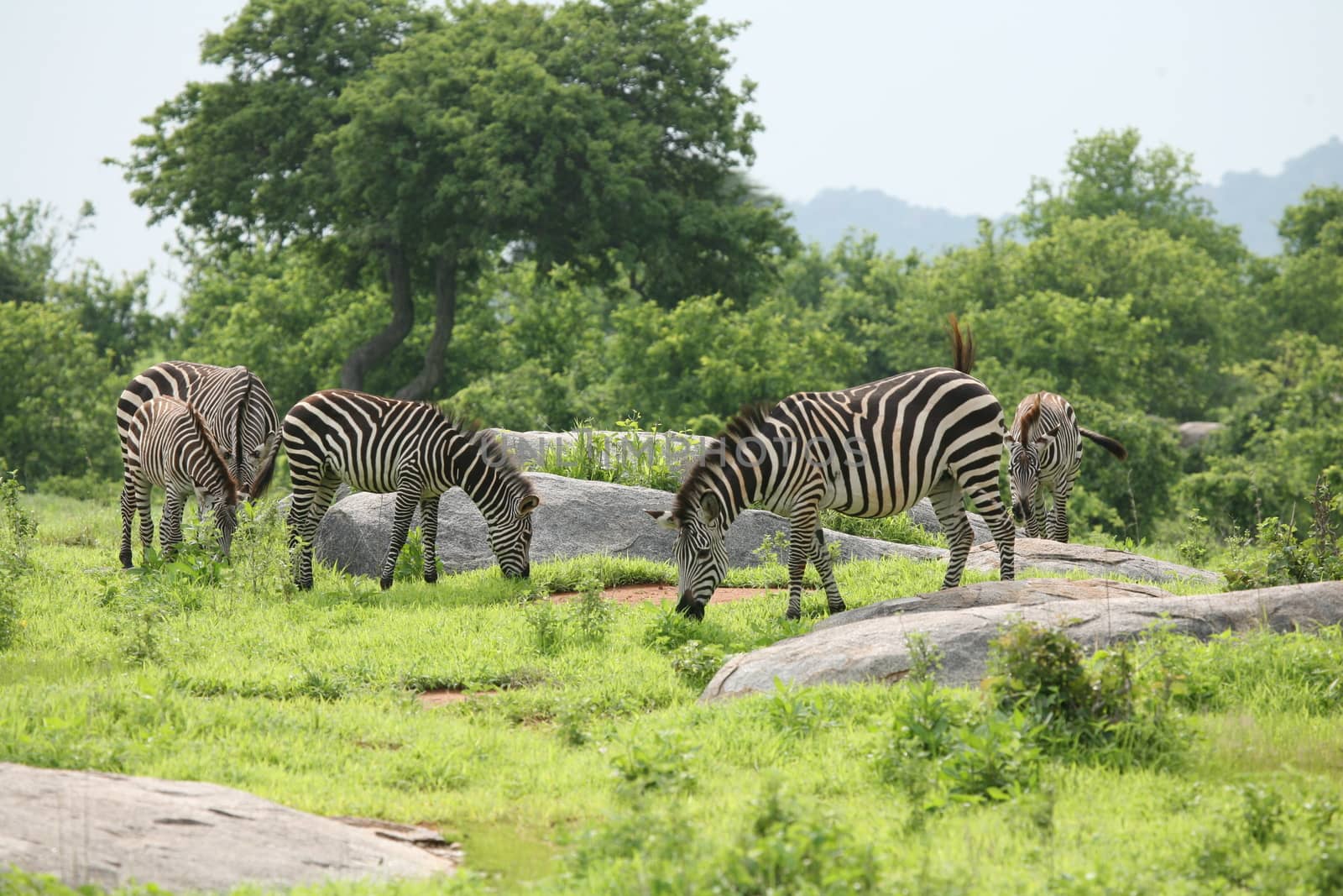 Zebra Botswana Africa savannah wild animal picture by desant7474