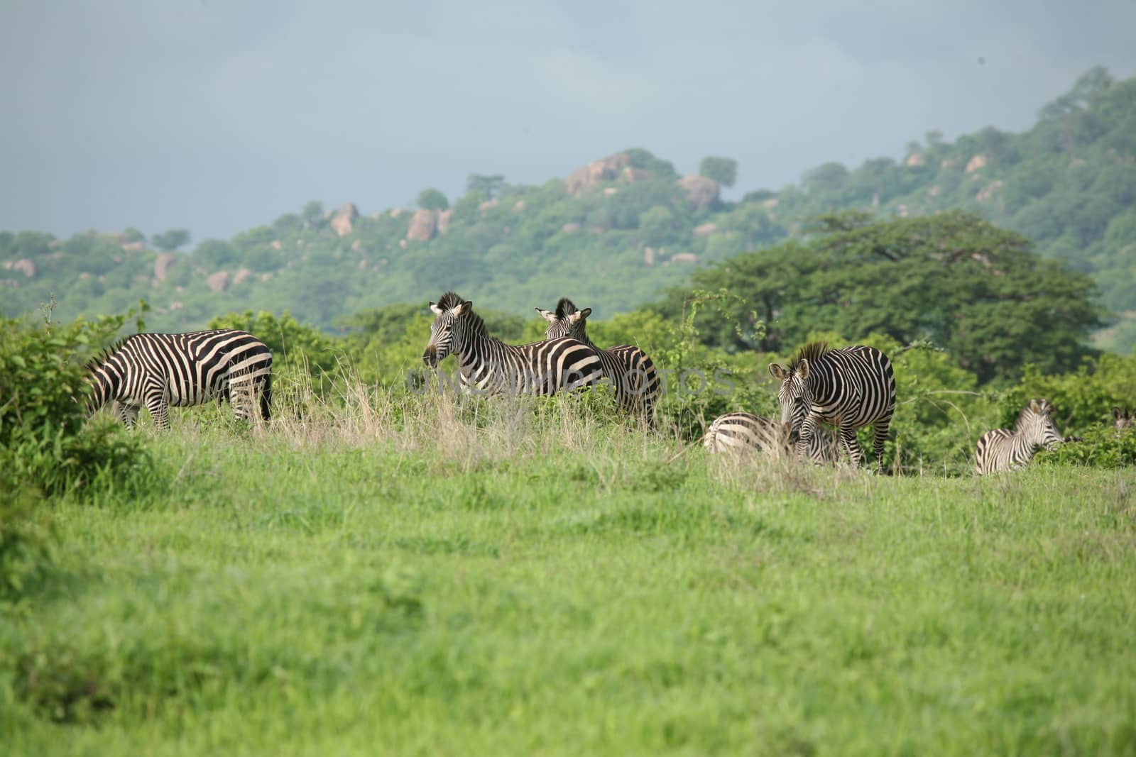 Zebra Botswana Africa savannah wild animal picture