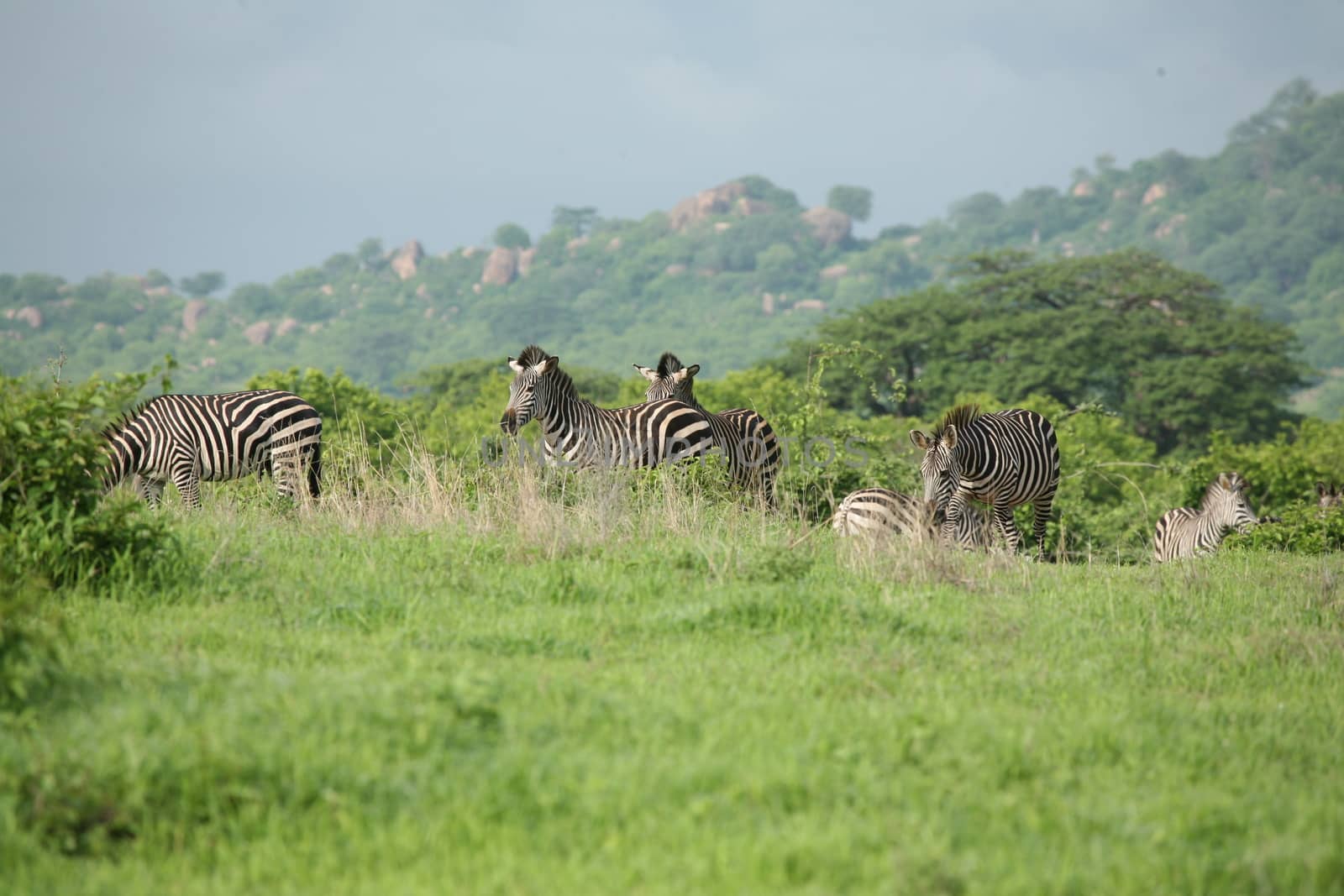 Zebra Botswana Africa savannah wild animal picture by desant7474