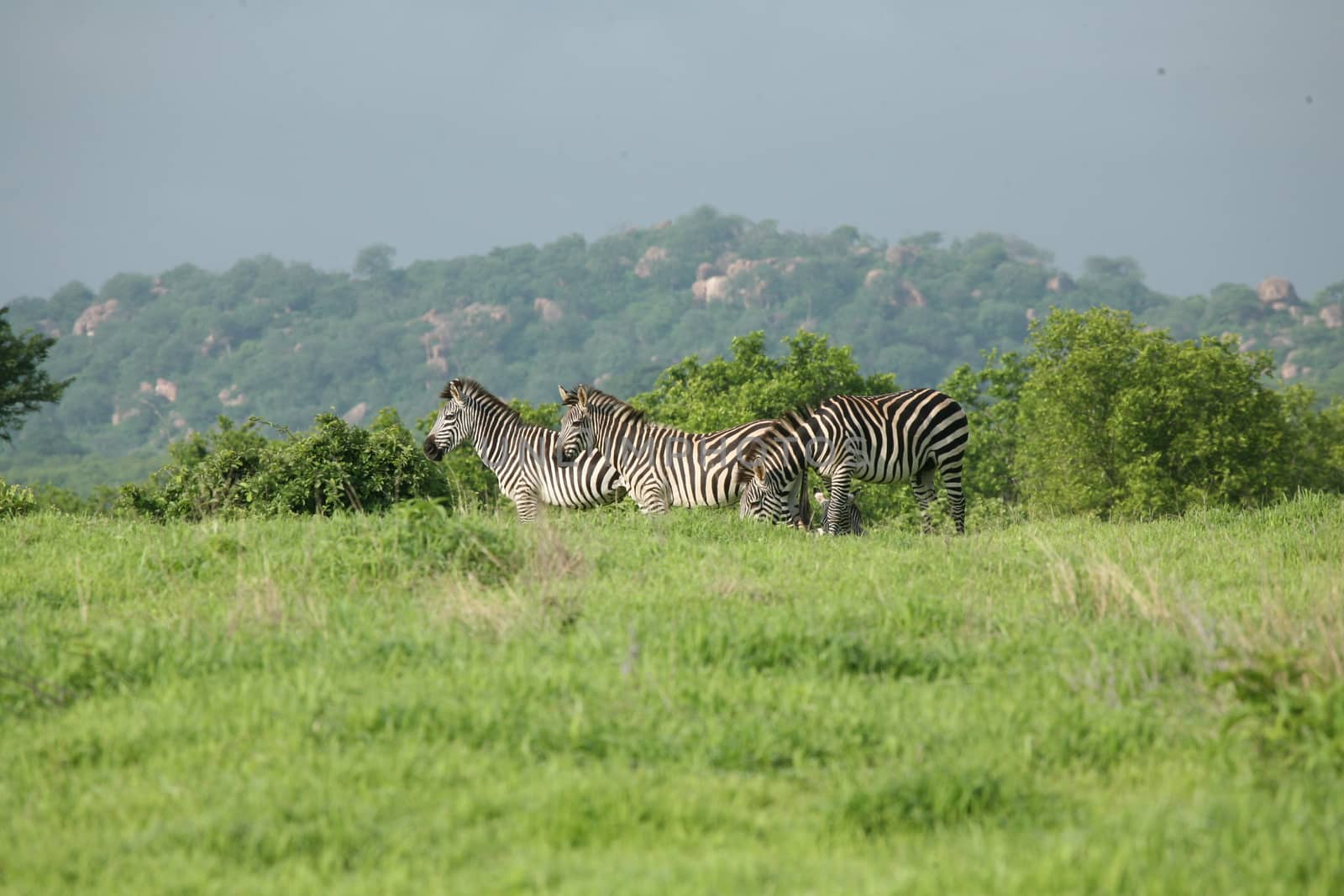 Zebra Botswana Africa savannah wild animal picture by desant7474