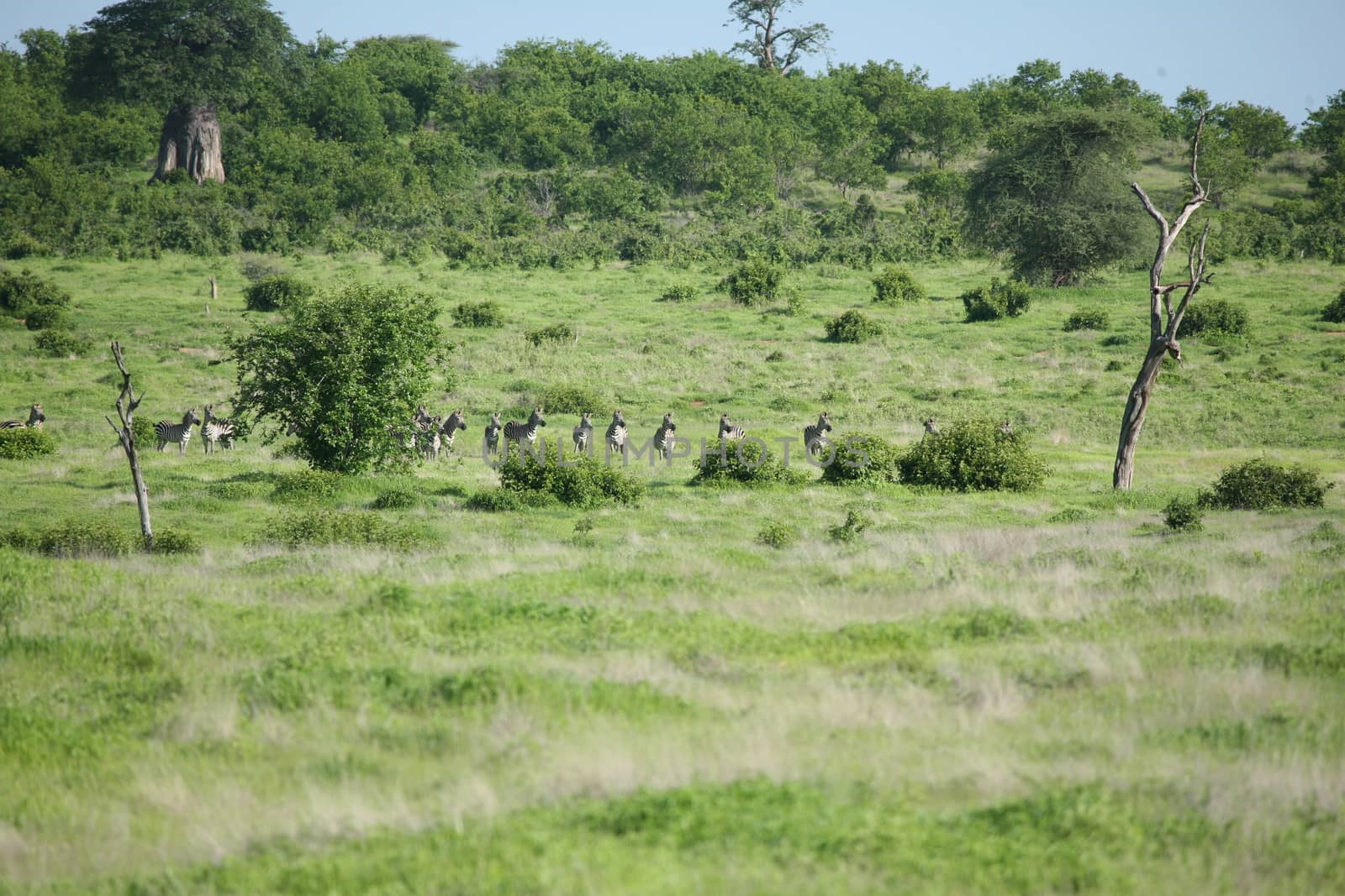 Zebra Botswana Africa savannah wild animal picture